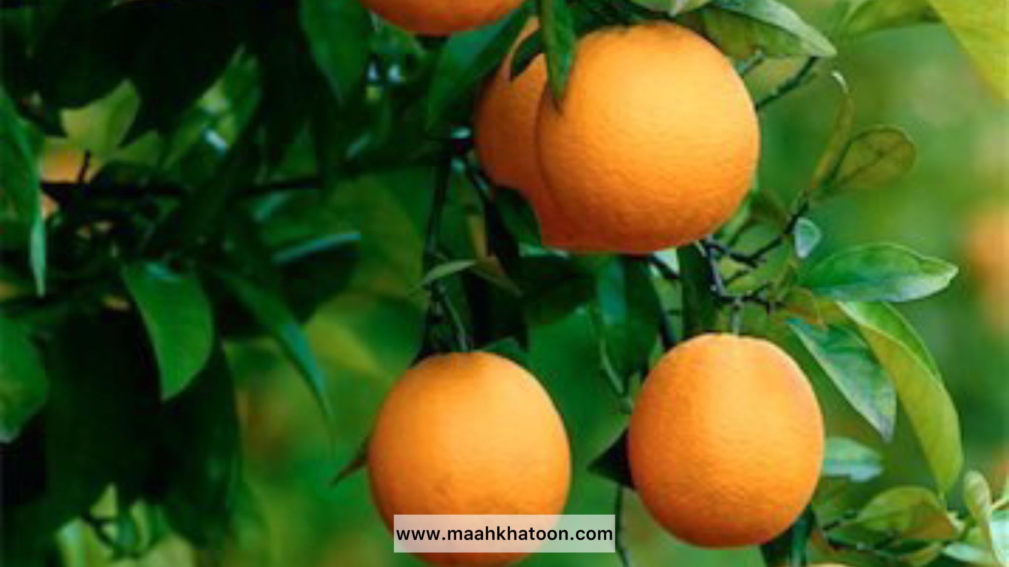 عروسی درخت نارنج