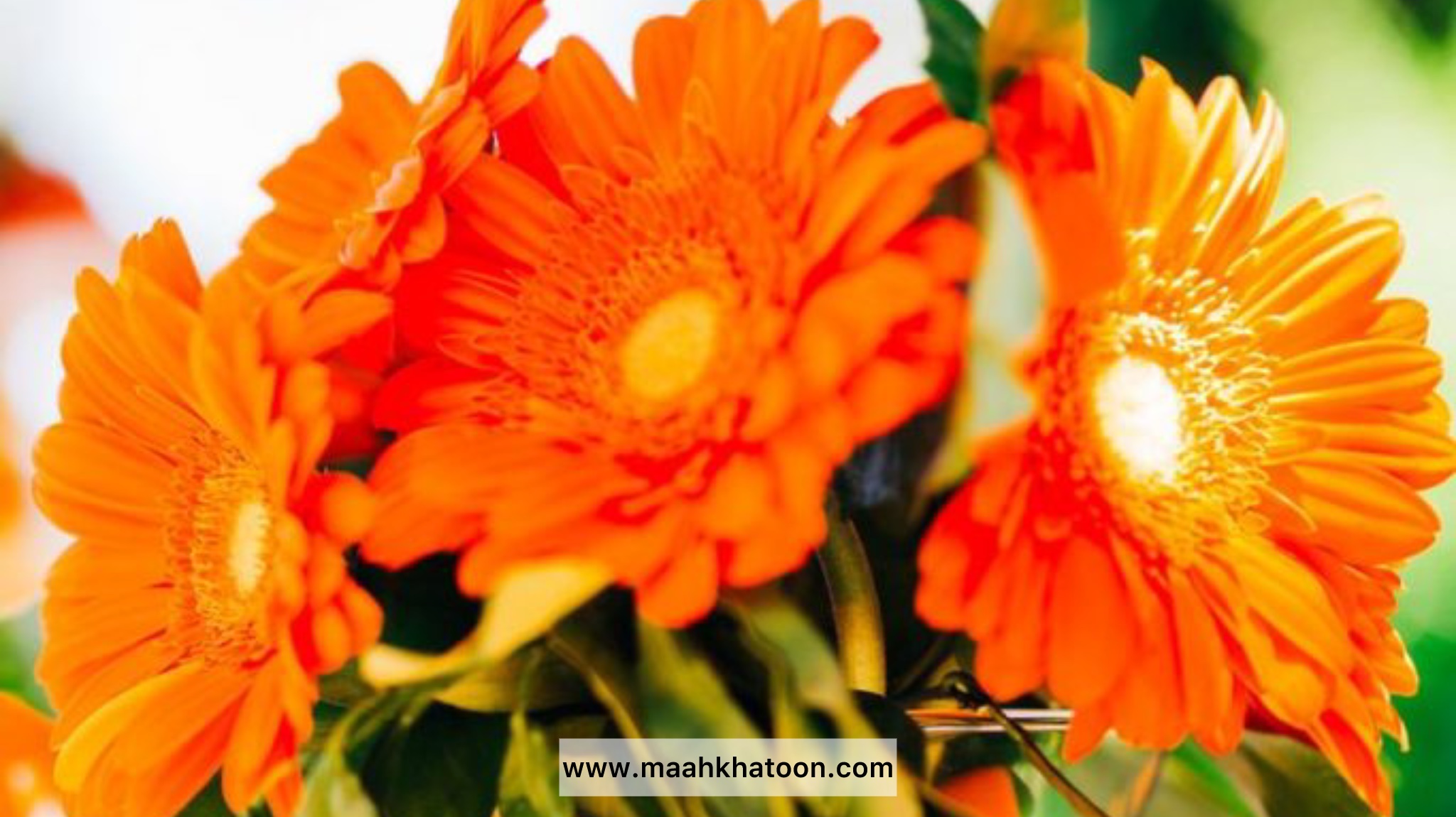 عروسی درخت نارنج