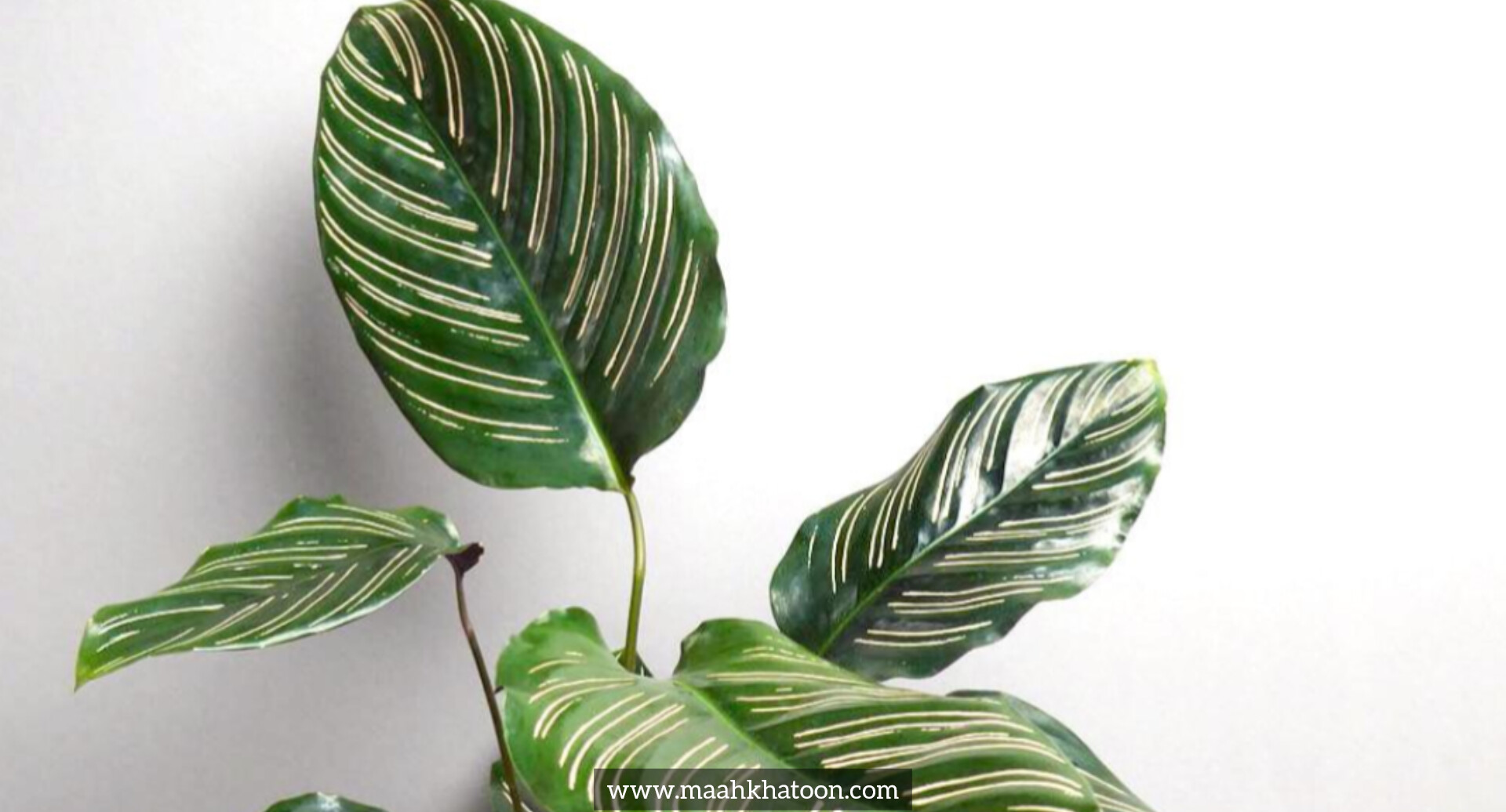 شرایط نگهداری از گیاه مارانتا