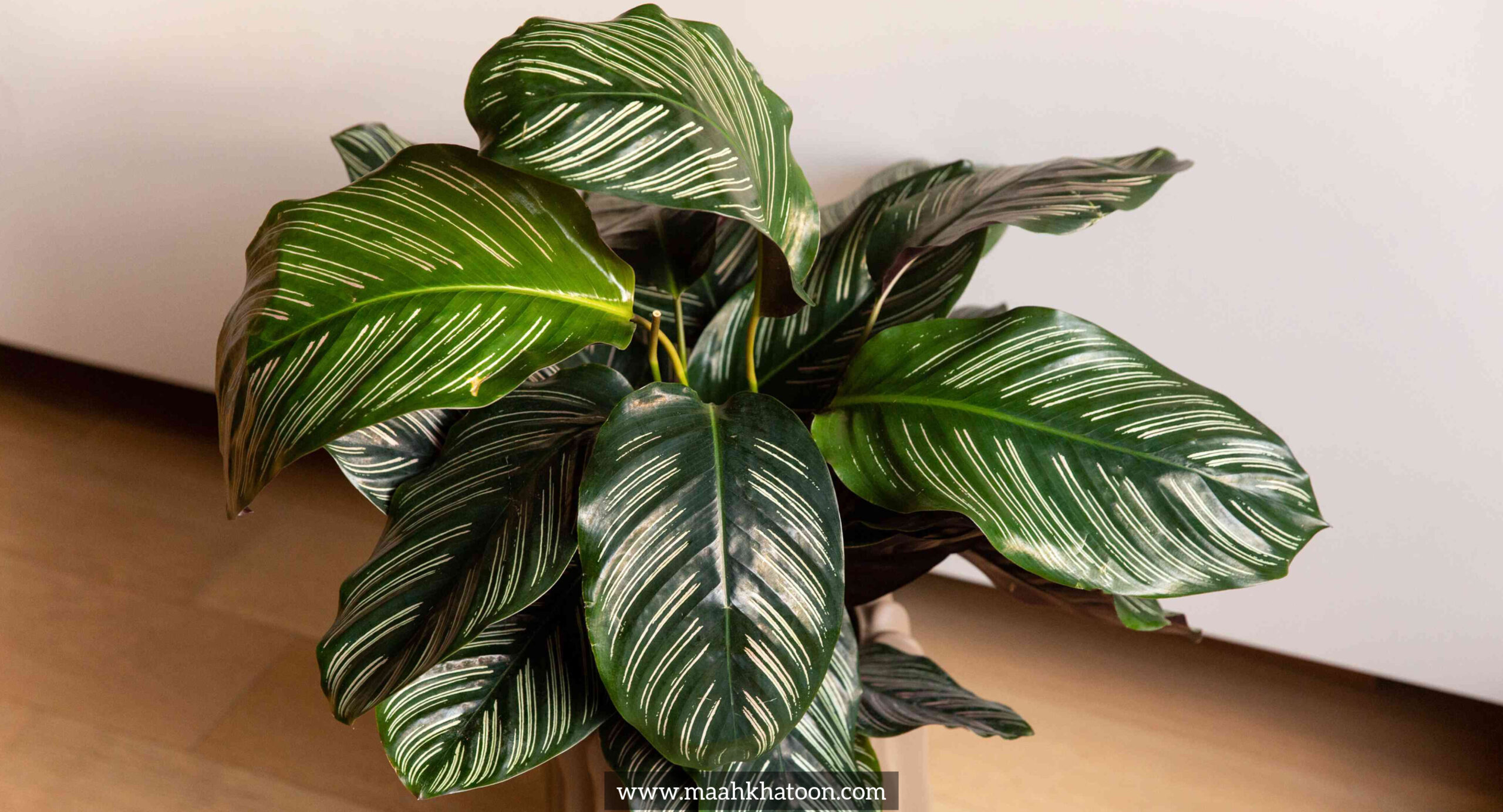 شرایط نگهداری از گیاه مارانتا