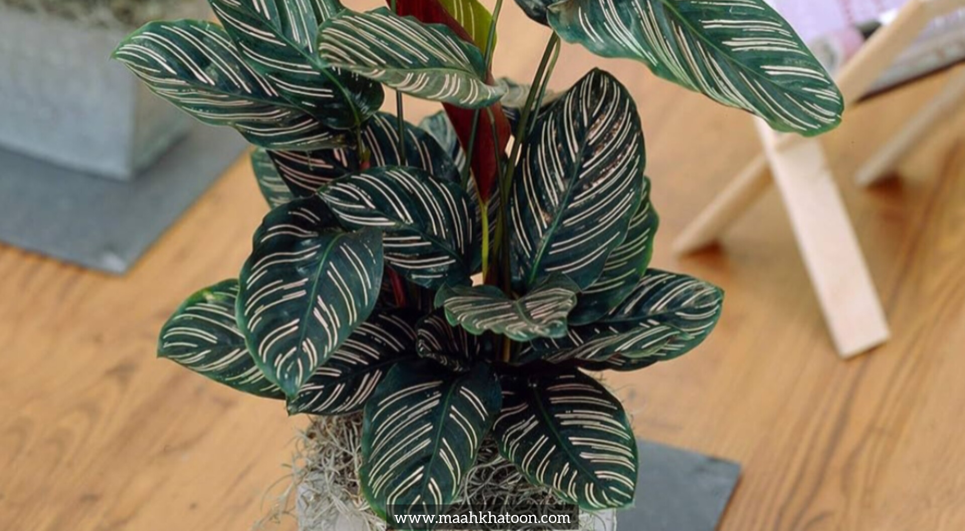 شرایط نگهداری از گیاه مارانتا