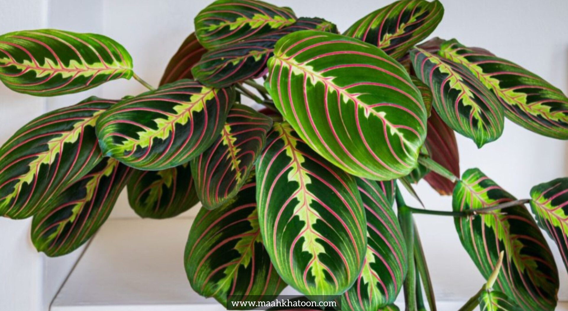 شرایط نگهداری از گیاه مارانتا