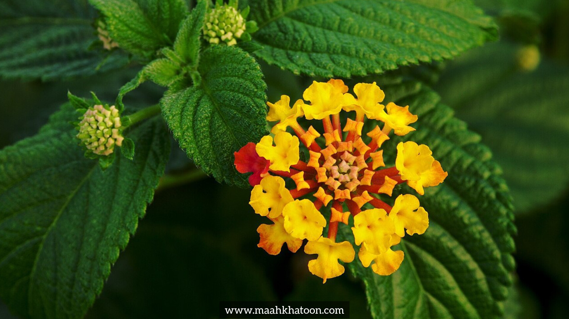 گل شاه پسند