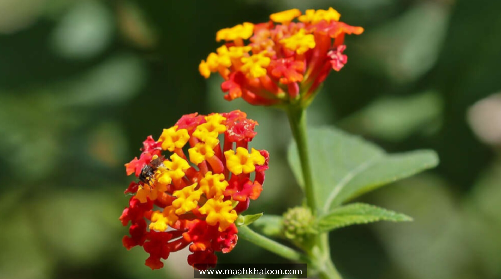 گل شاه پسند