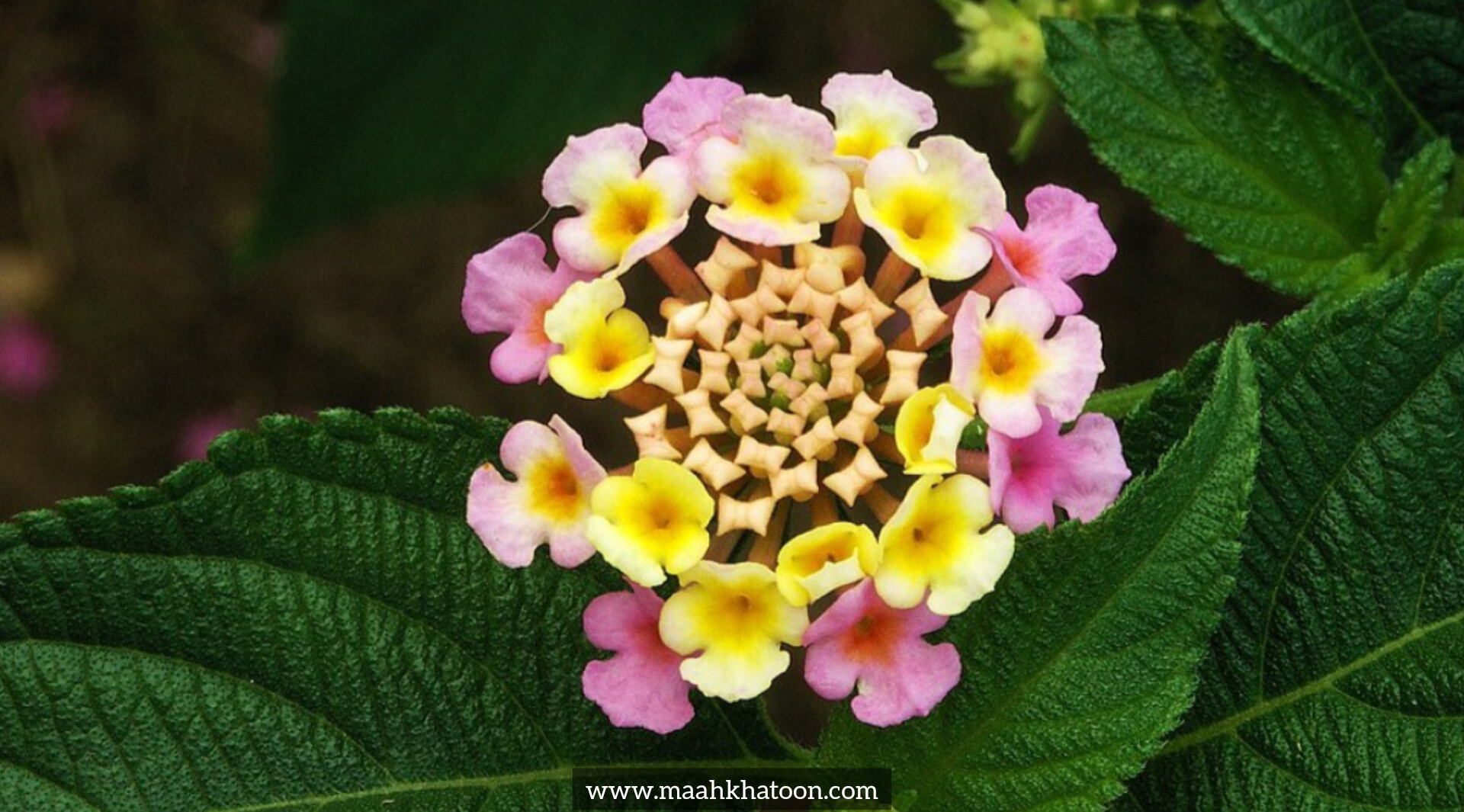 گل شاه پسند