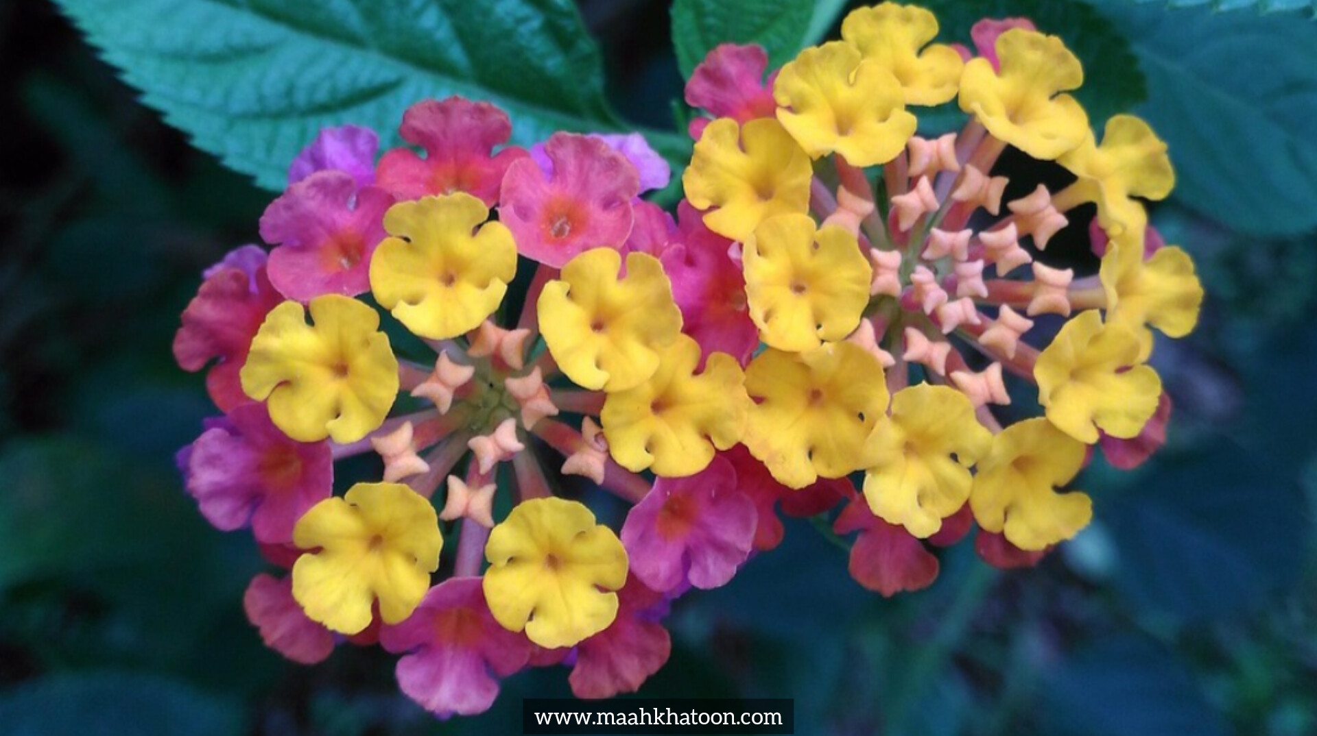 گل شاه پسند