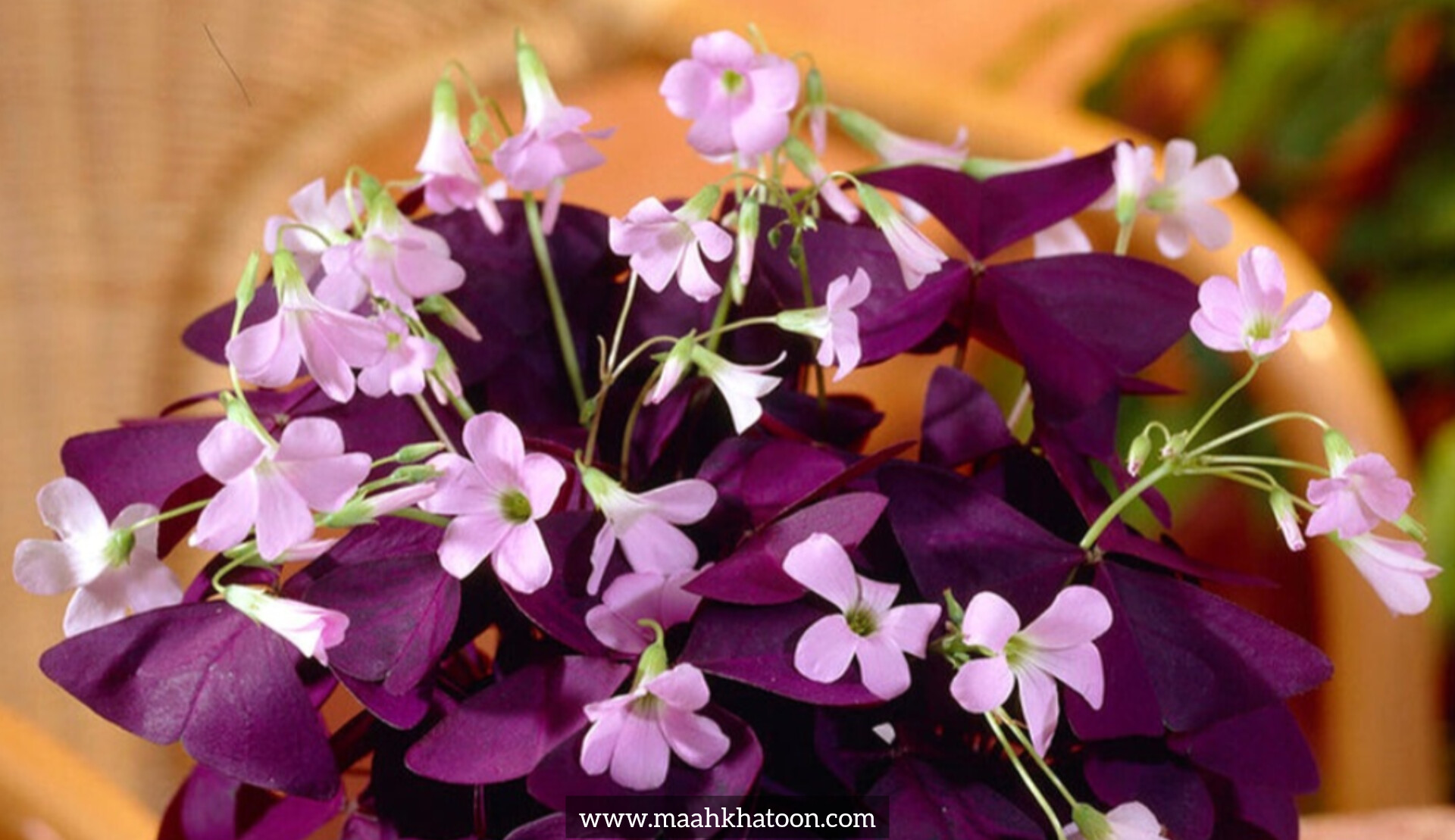 شبدر زینتی (اگزالیس)