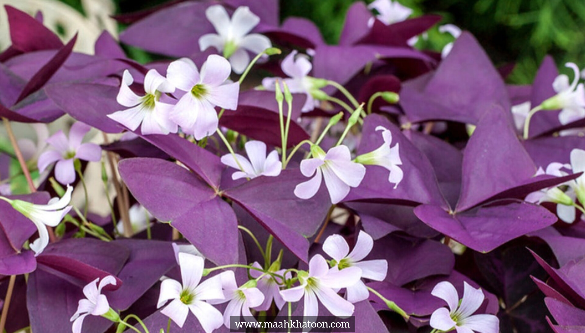 شبدر زینتی (اگزالیس)