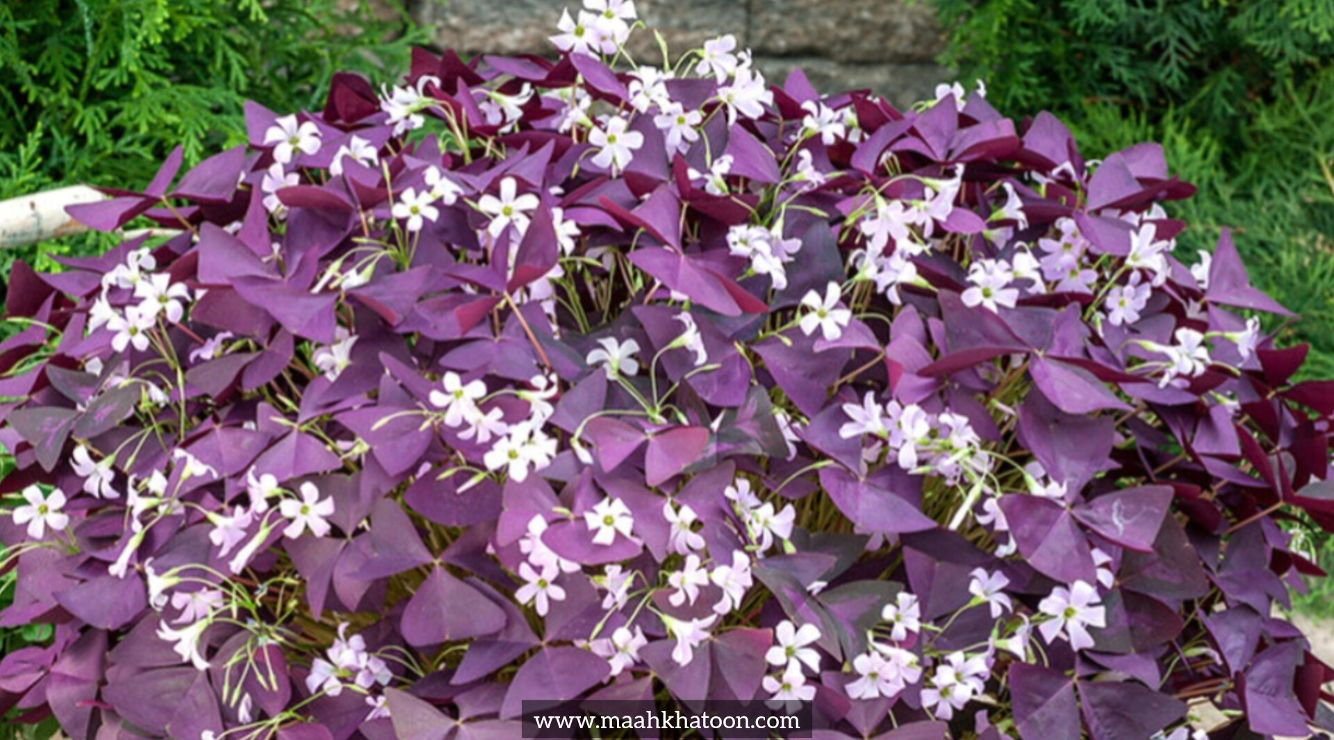 شبدر زینتی (اگزالیس)