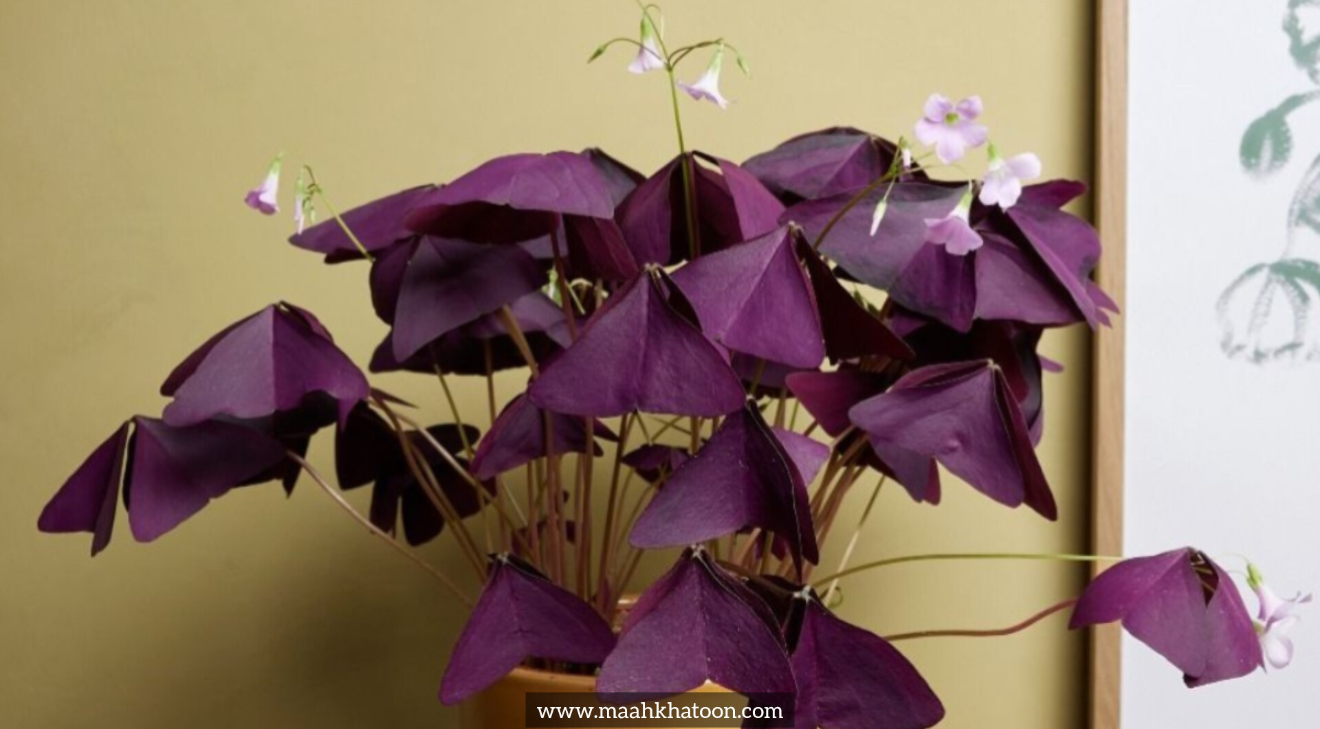 شبدر زینتی (اگزالیس)