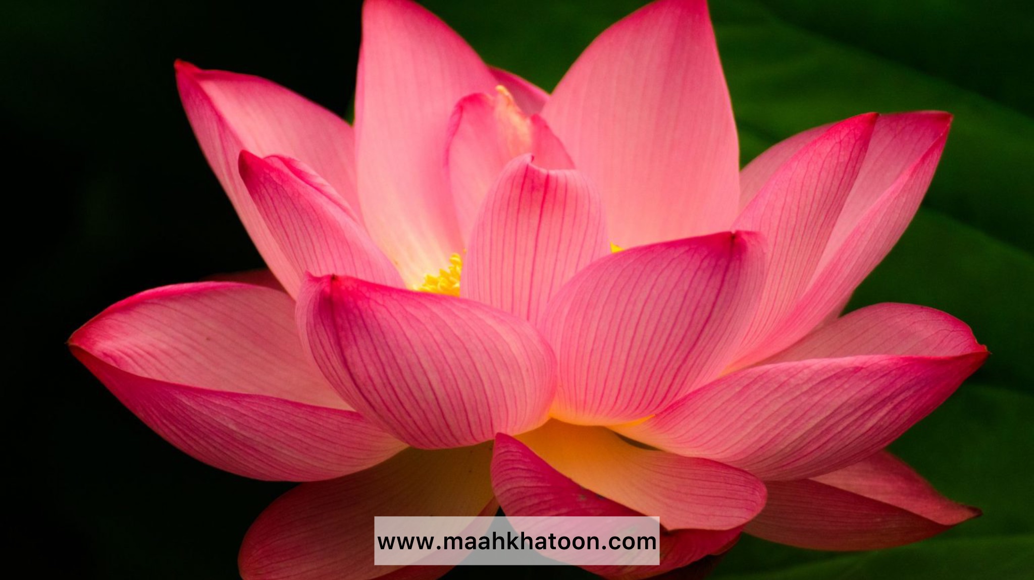 «لوتوس» در فرهنگ ایرانی