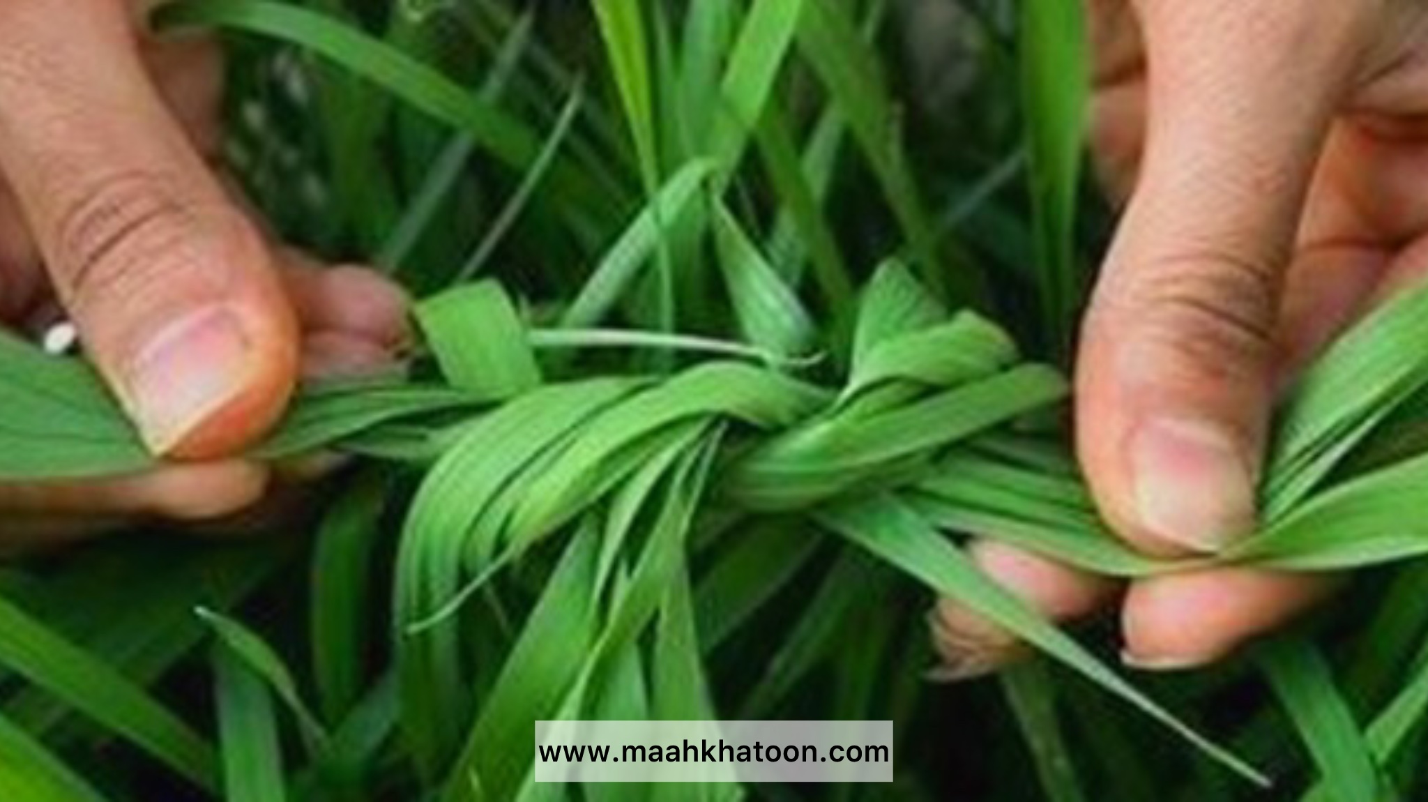 تاریخچه سیزده بدر چیست؟