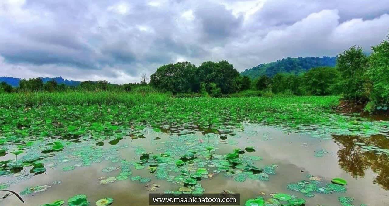 تالاب سوستان خانه نیلوفرهای آبی