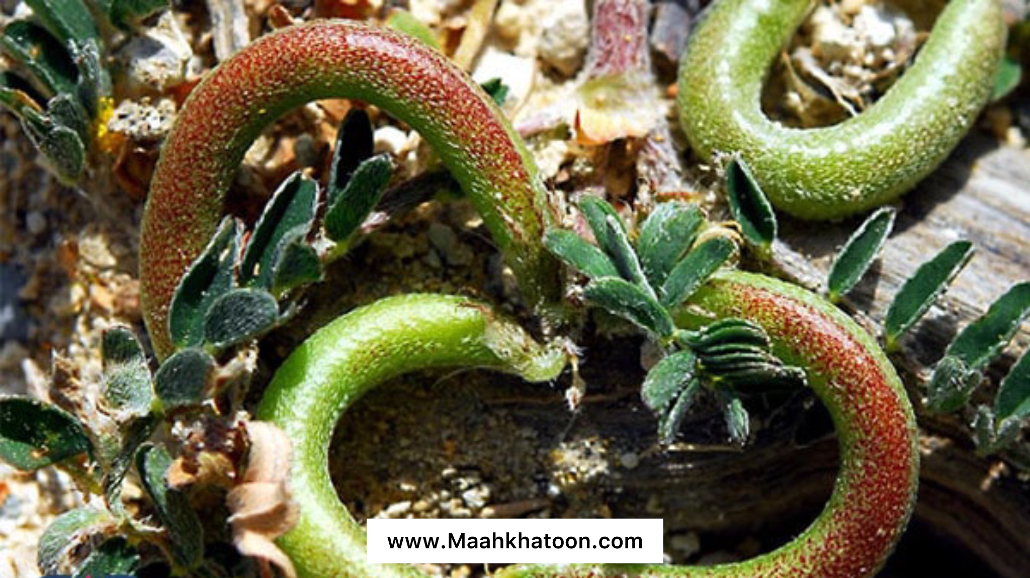 خواص دارویی گیاه ناخنک