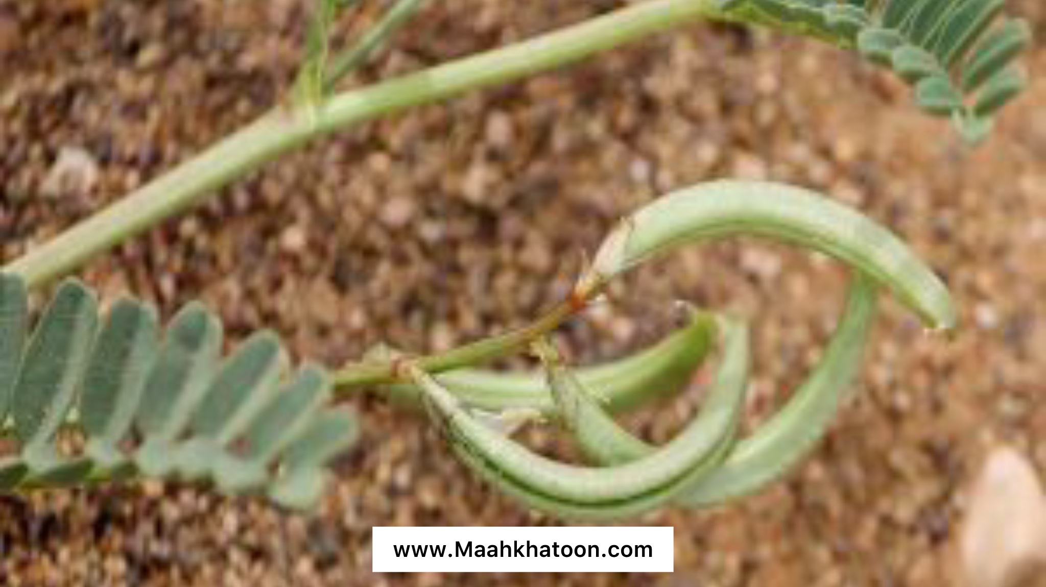 خواص دارویی گیاه ناخنک