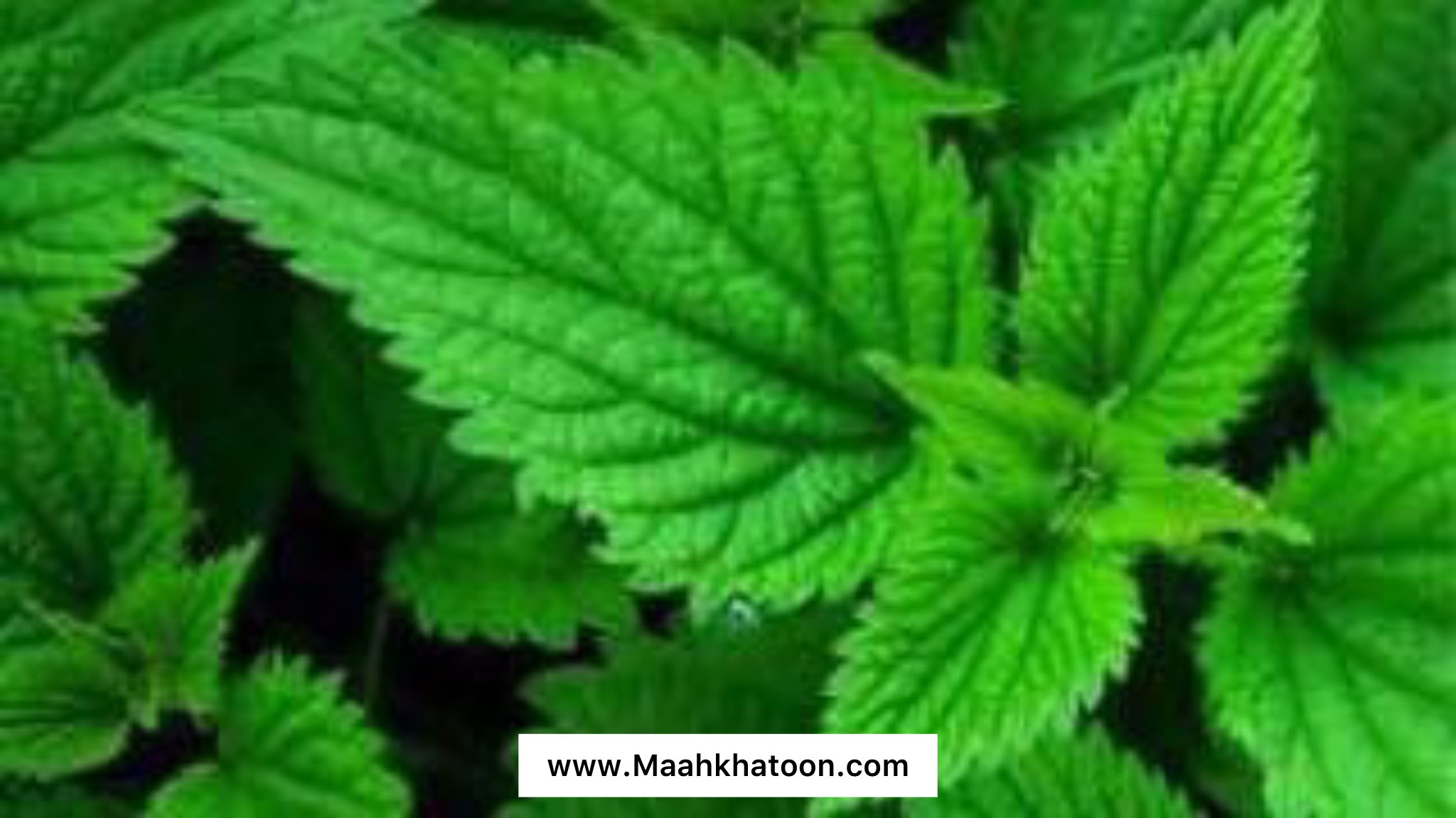 خواص دارویی انجره (گزنه)