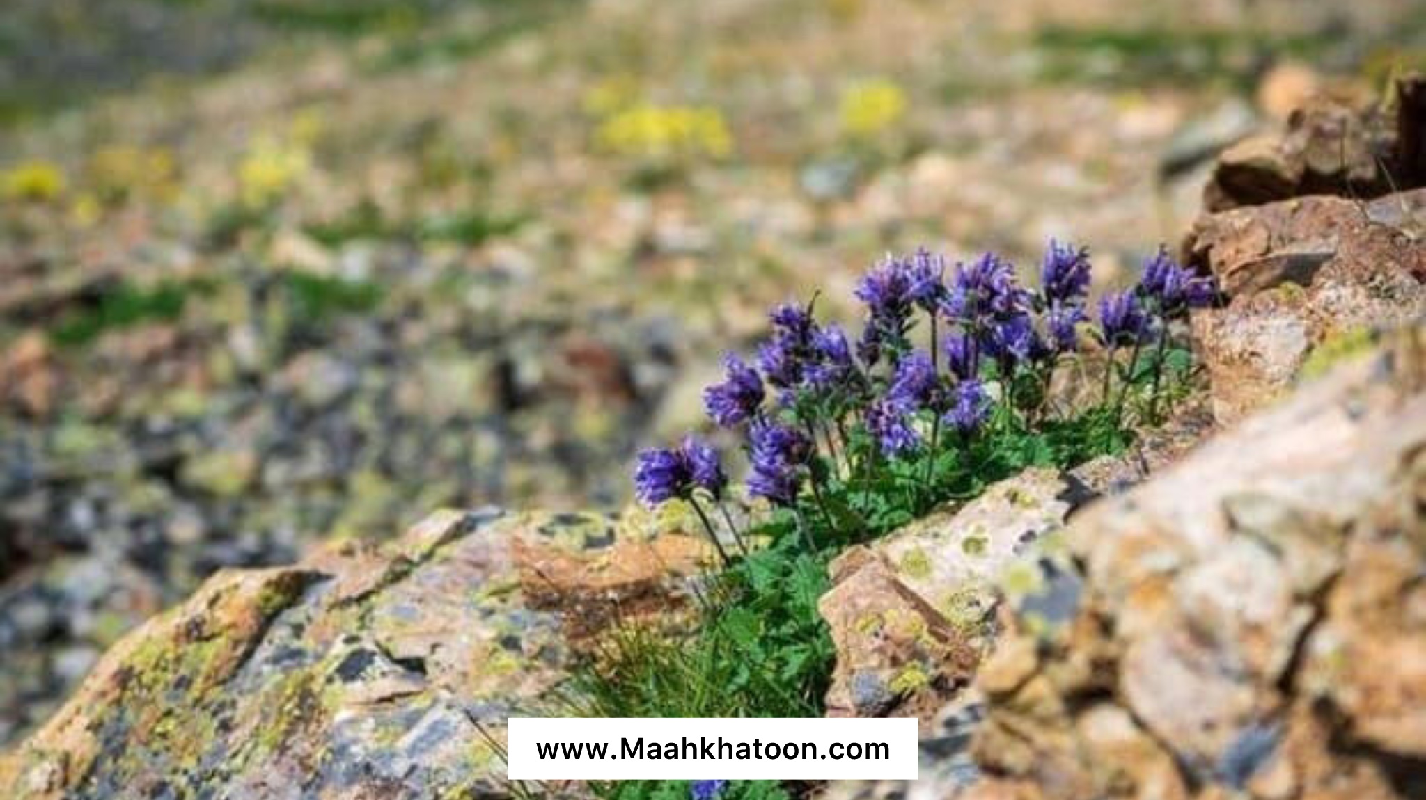 بادرنجبویه چیست