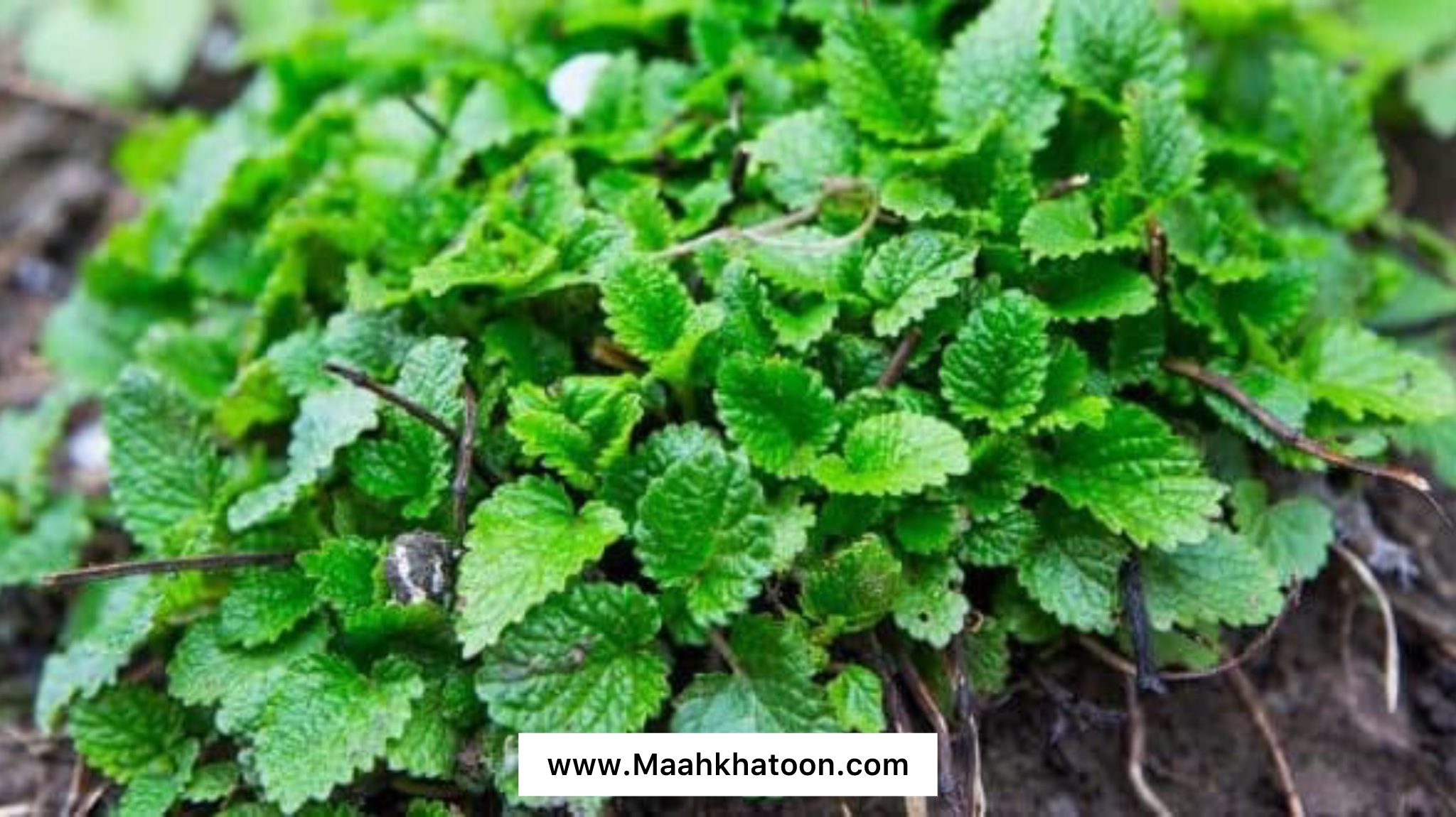 بادرنجبویه چیست