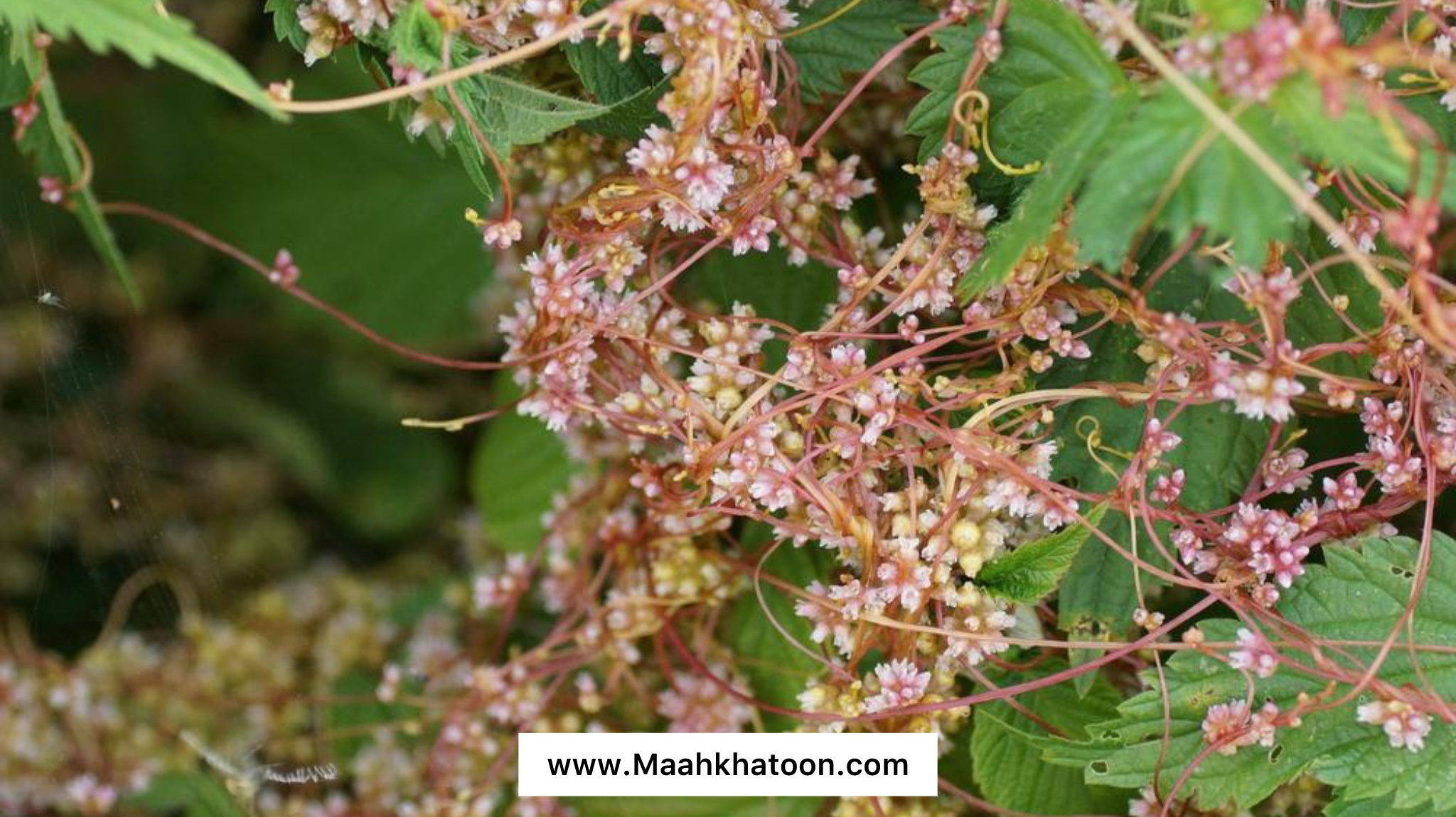 آشنایی با افتیمون و خواص آن