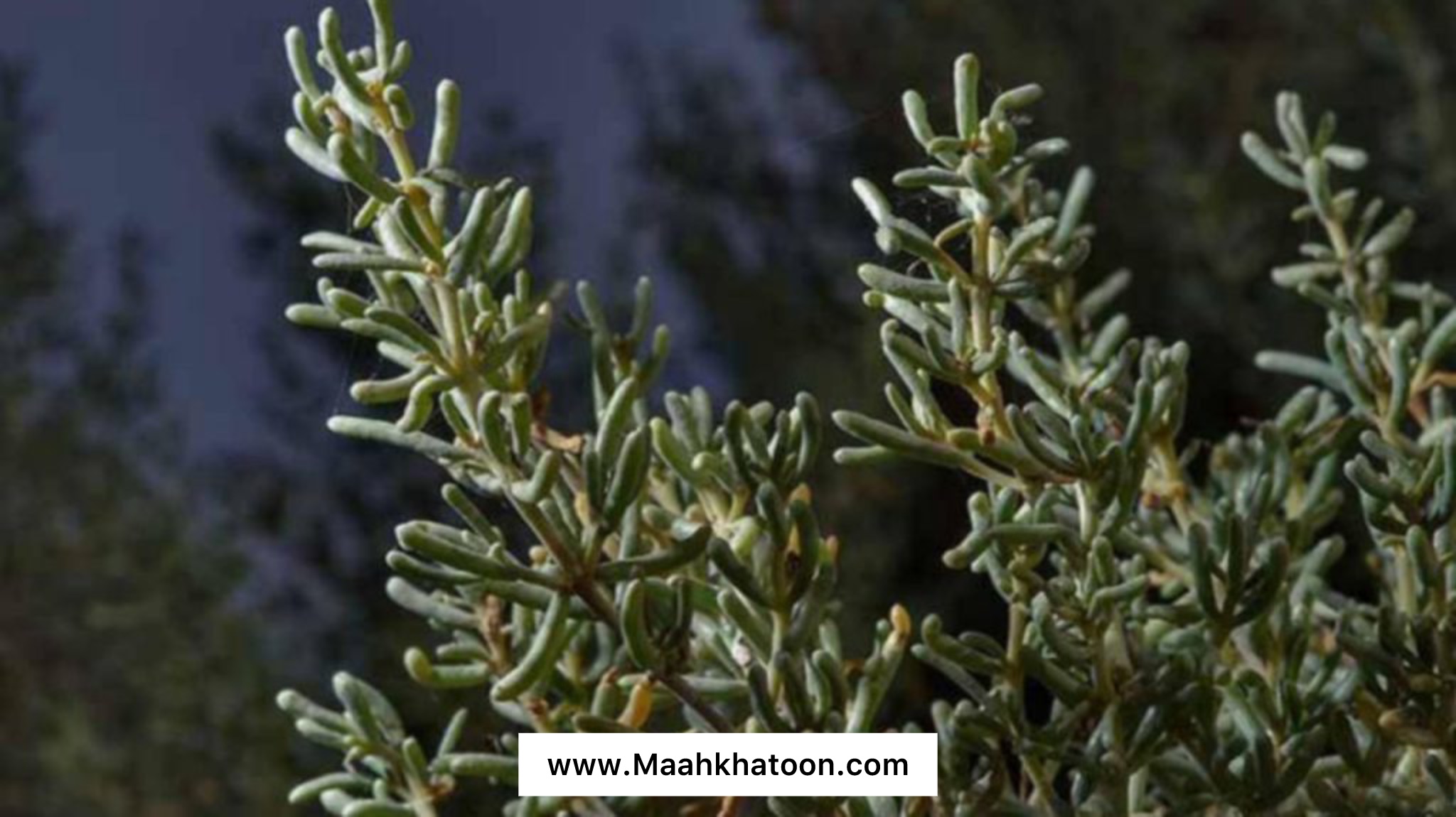 آشنایی با گیاه اشنان