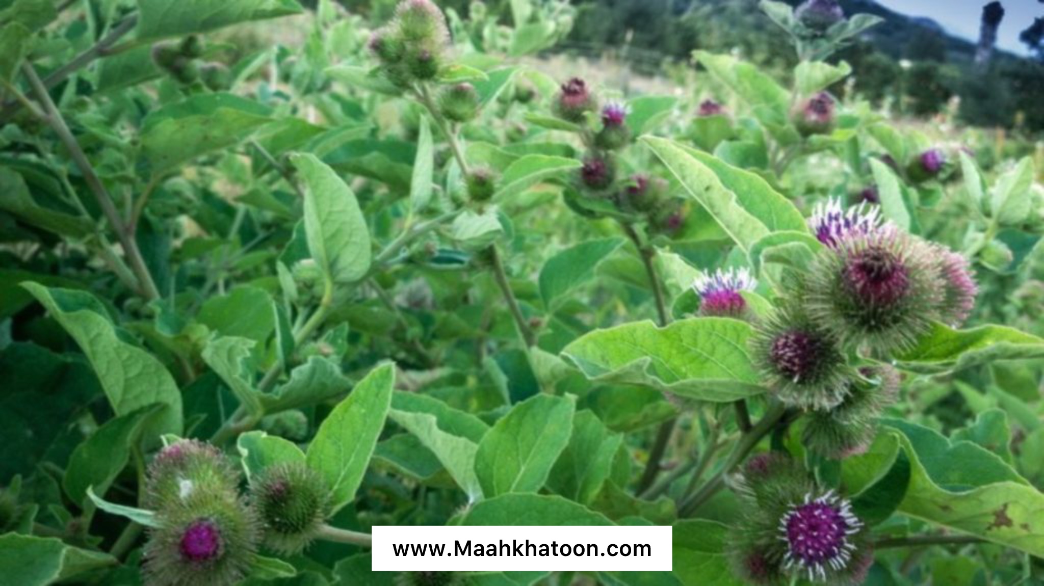 خواص شگفت انگیز بابا آدم