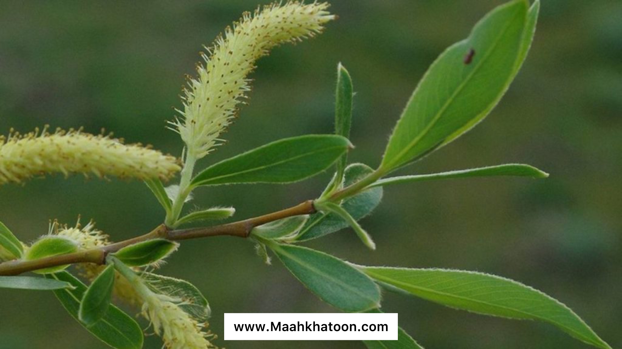 آشنایی با گیاه دارویی بید