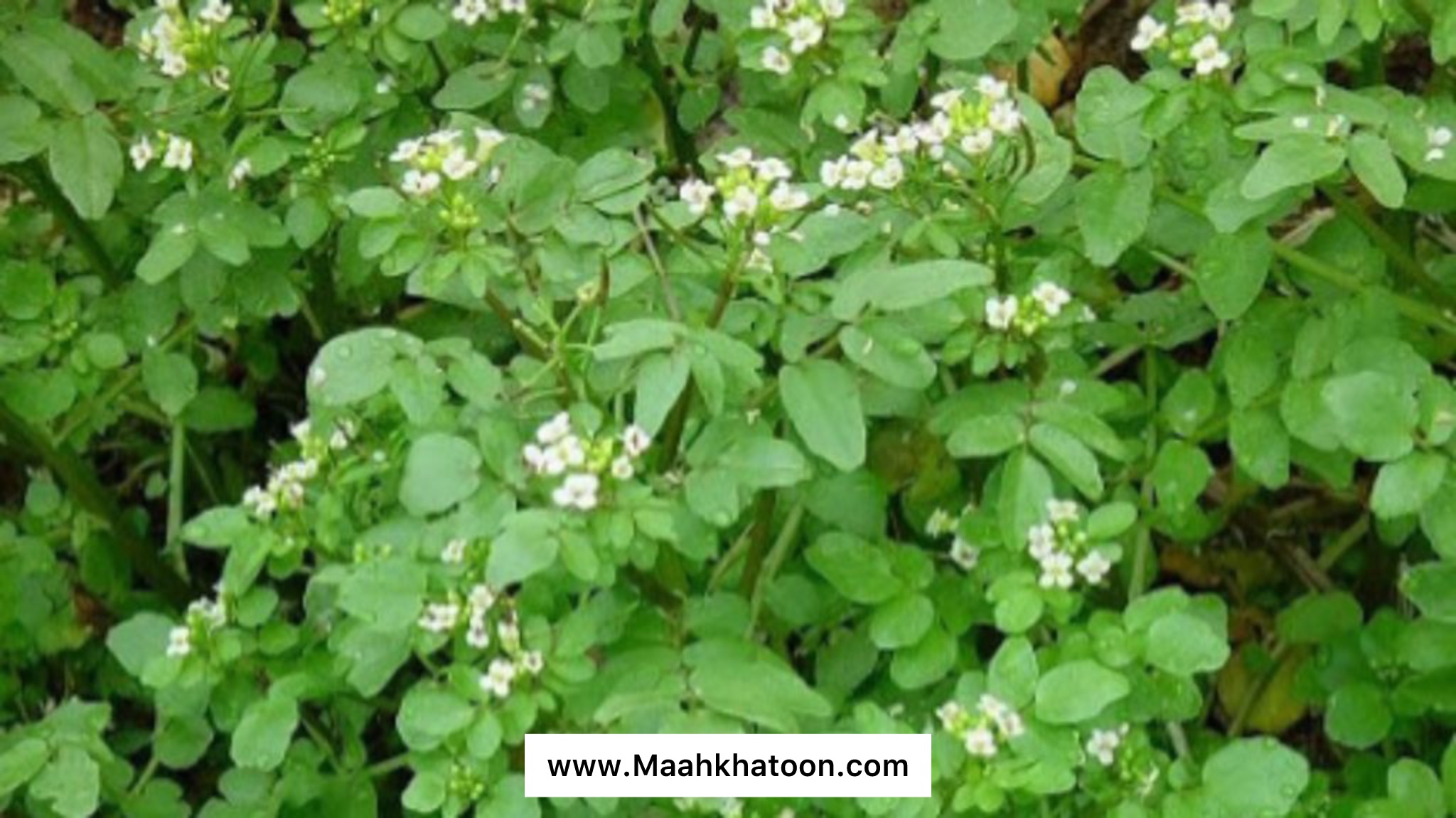 گیاه بولاغ اوتی