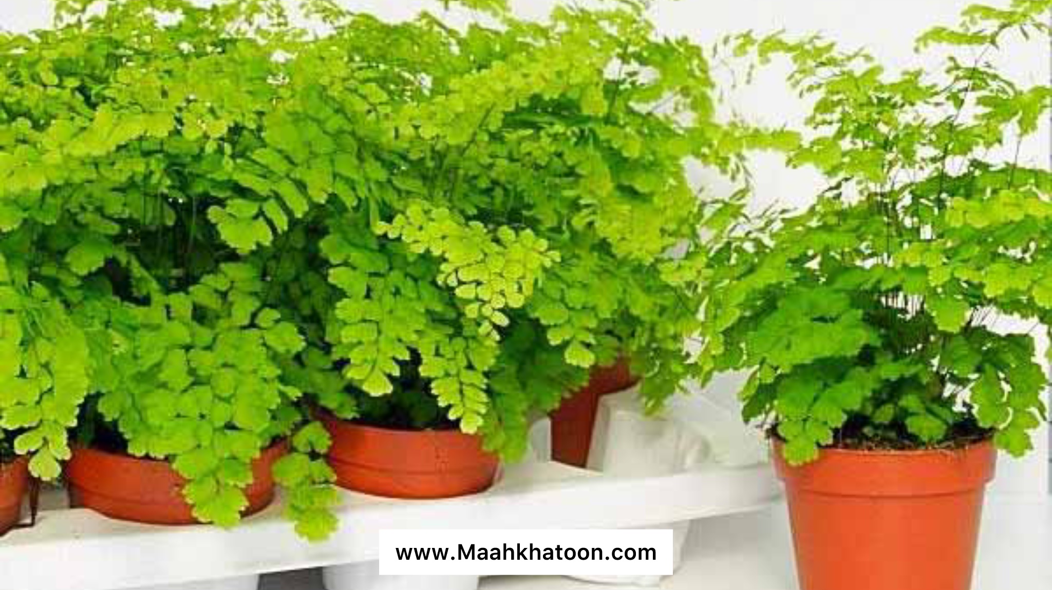 خواص گیاه پرسیاوشان