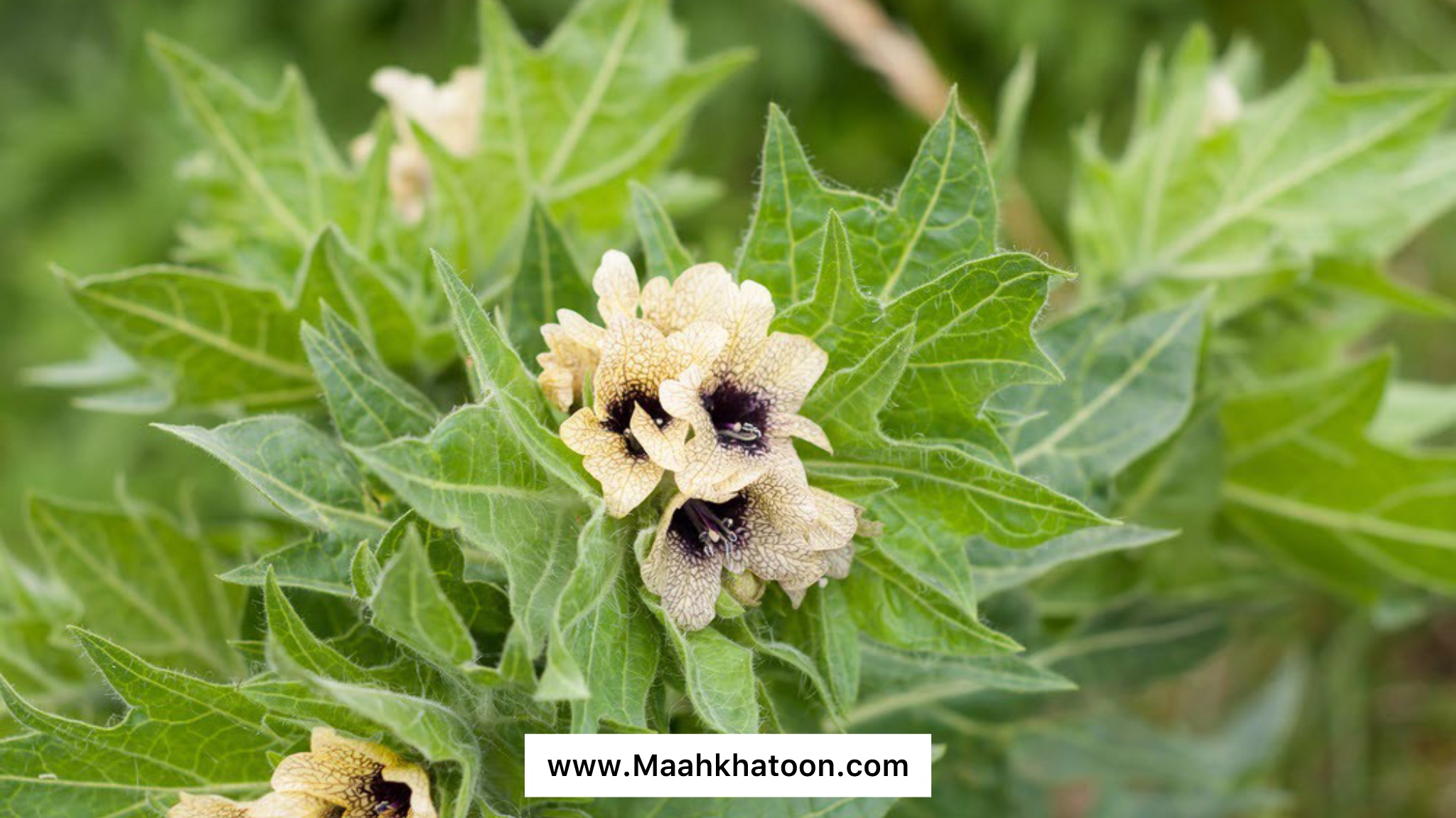 خواص گیاه پرسیاوشان