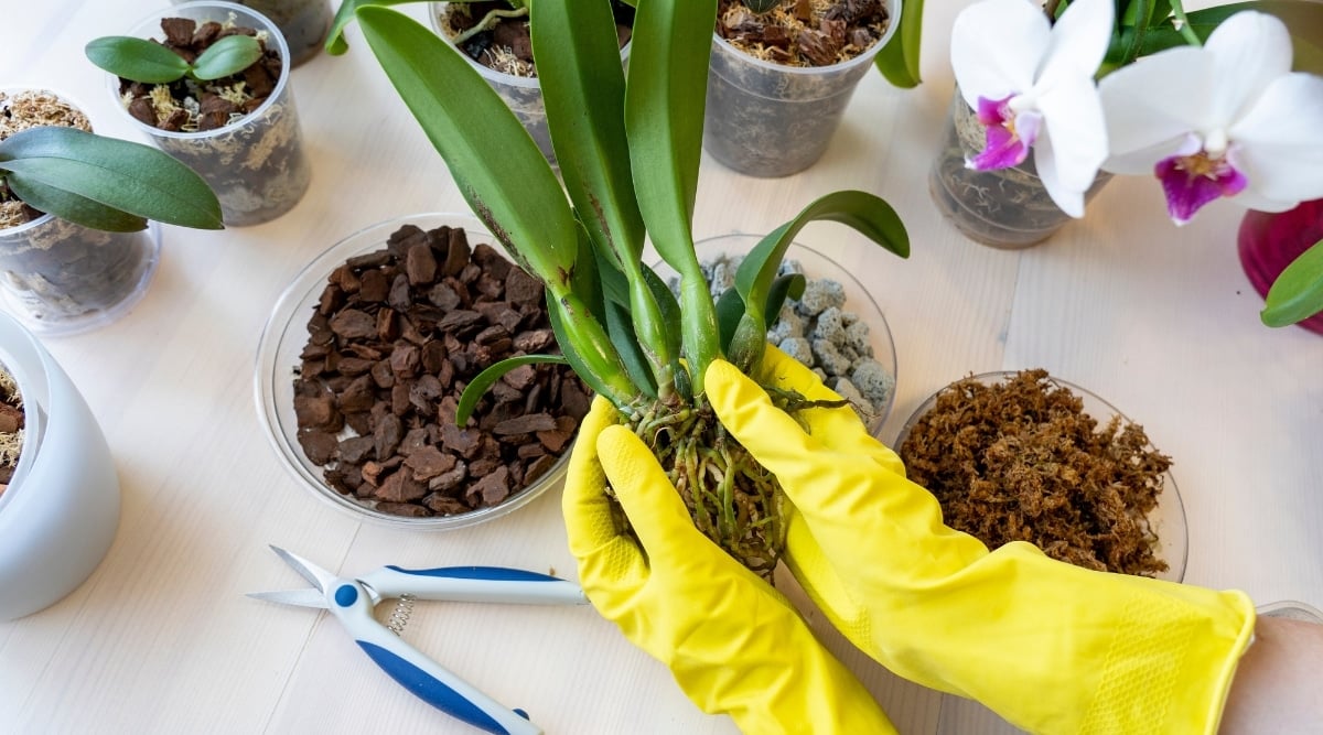 تشخیص پوسیدگی ریشه