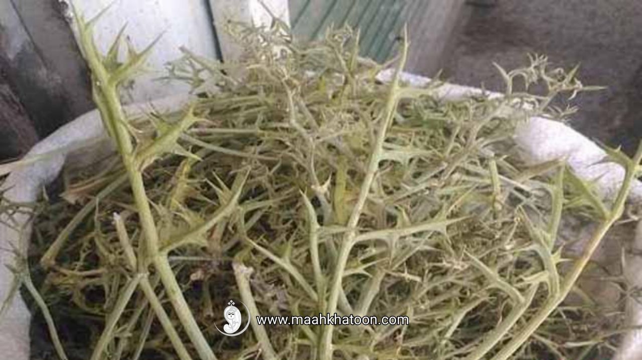 گیاه تیغ توراغ چیست؟، ماه خاتون