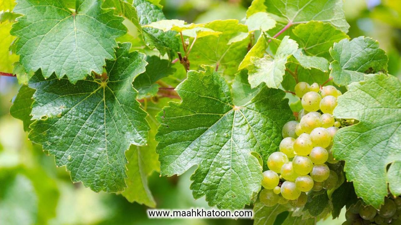 خواص دمنوش گیاهی برگ مو