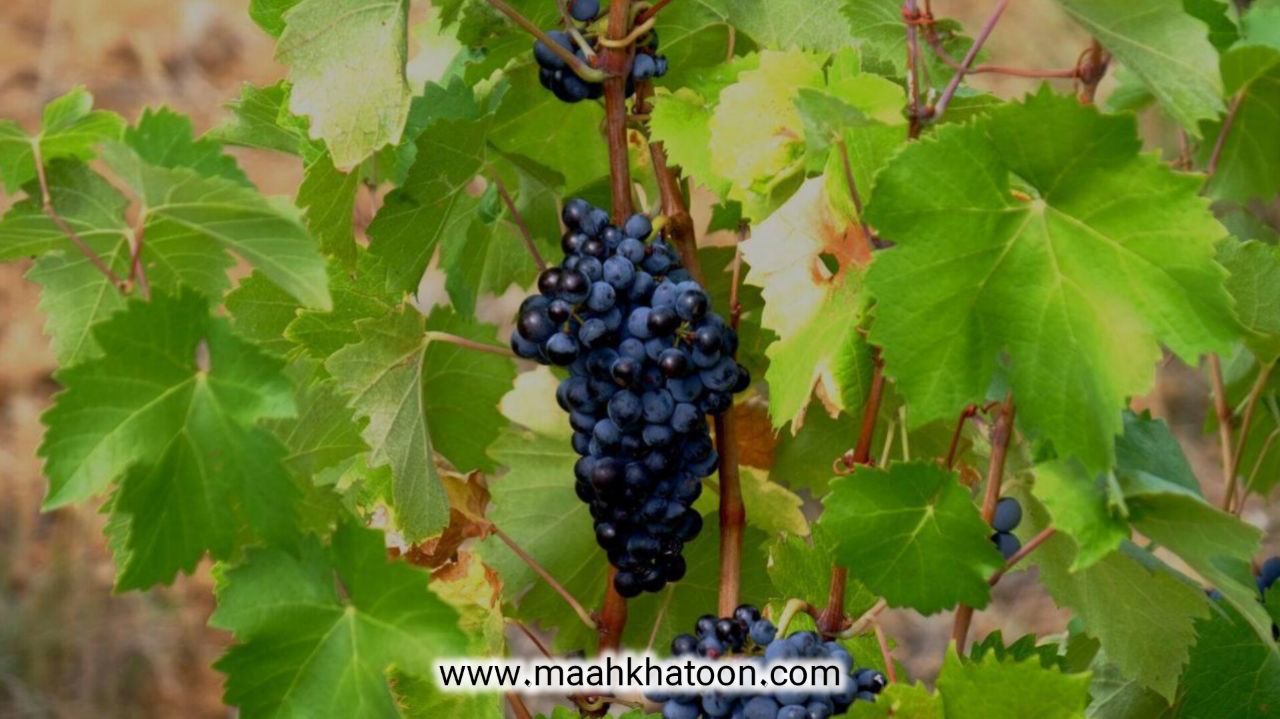 خواص دمنوش گیاهی برگ مو