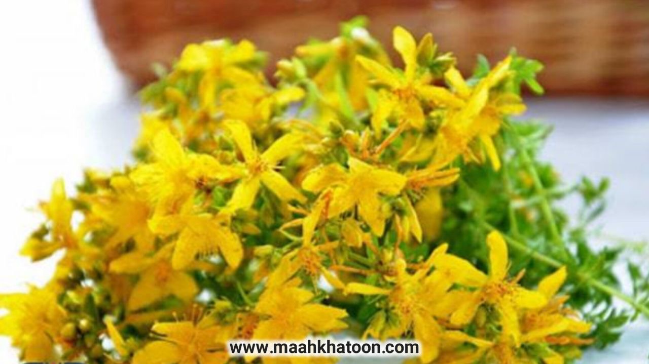 گیاه هوفاریقون؛ معجزهای طبیعی برای آرامش اعصاب و درمان افسردگی