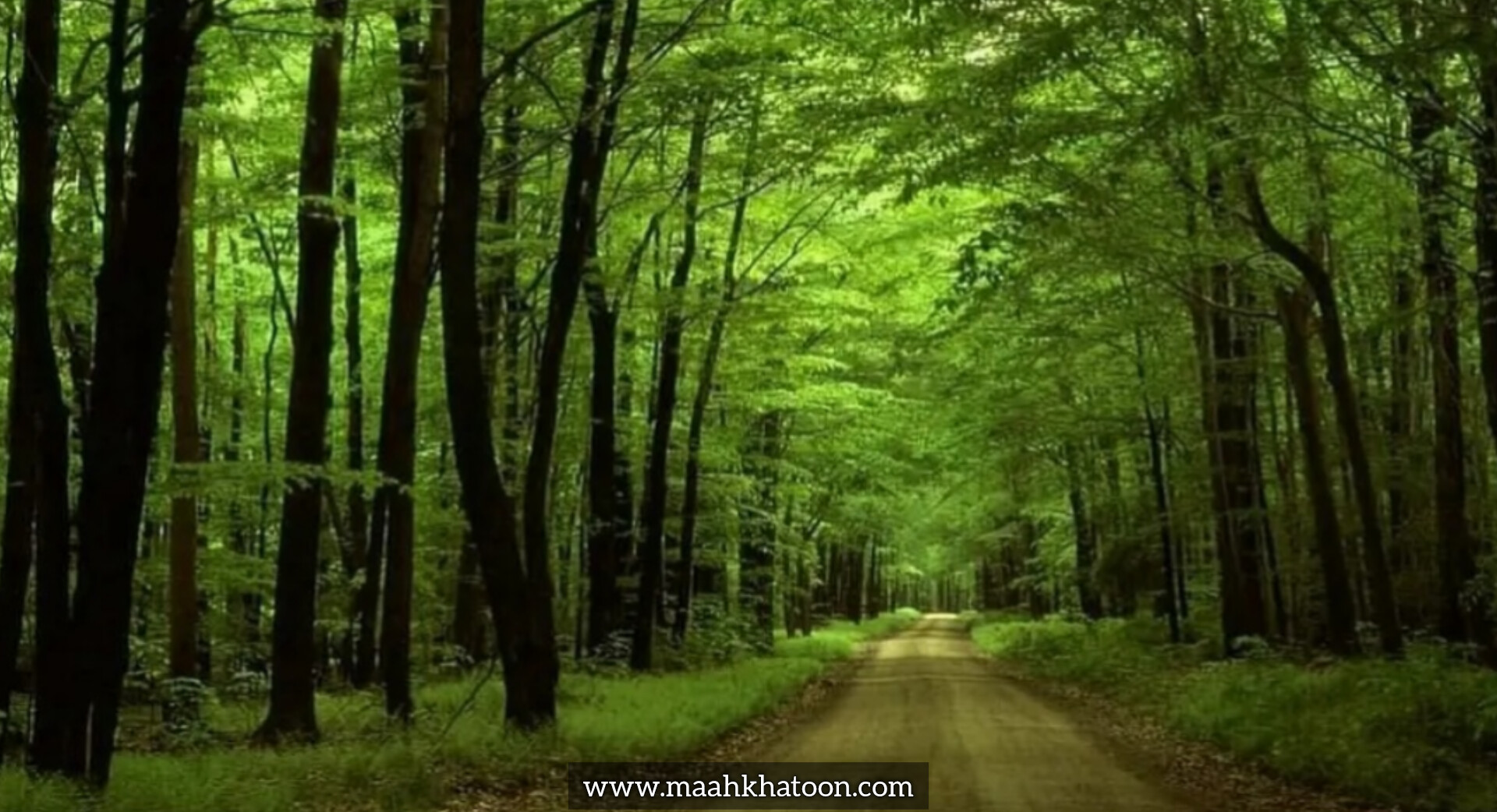 جنگلهای گیسوم