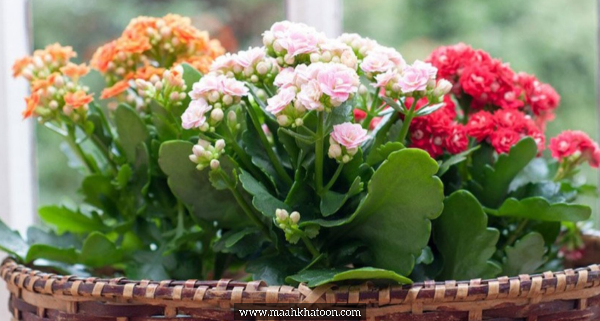 گل‌دهی گیاهان