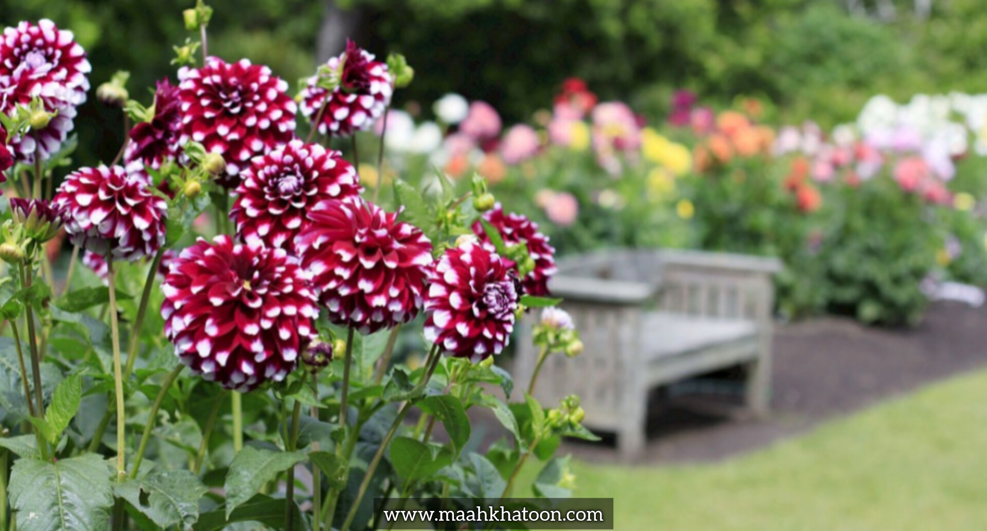 معرفی محبوبترین گیاهان گلدهنده آپارتمانی و باغچهای