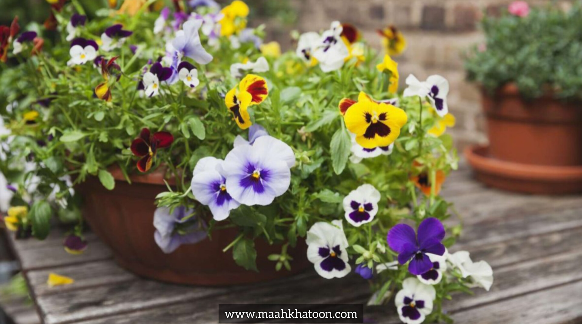 نکاتی کلیدی برای افزایش طول عمر گلها