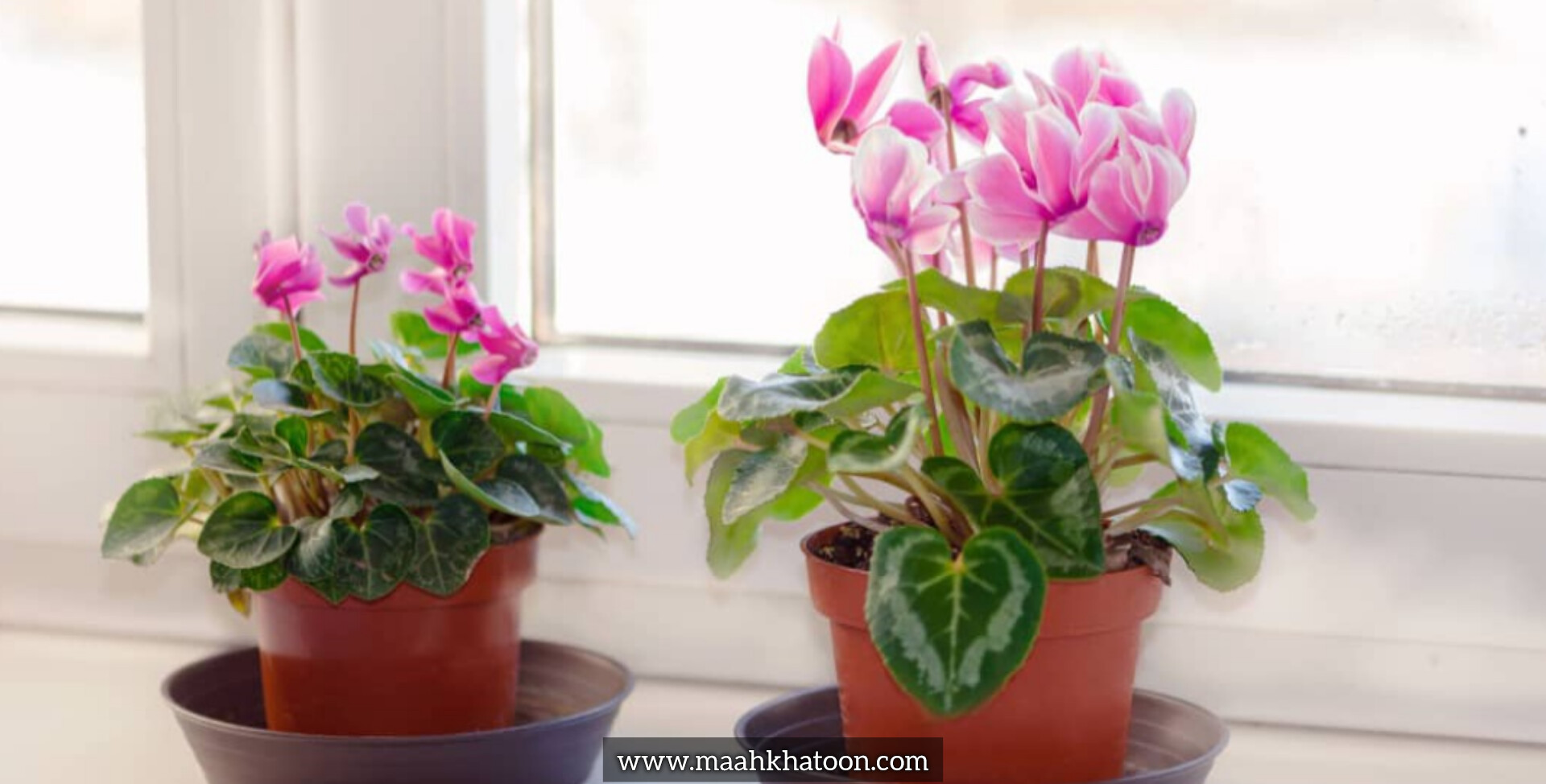 مراقبتهای فصلی برای گیاهان گلدهنده فصل بهار