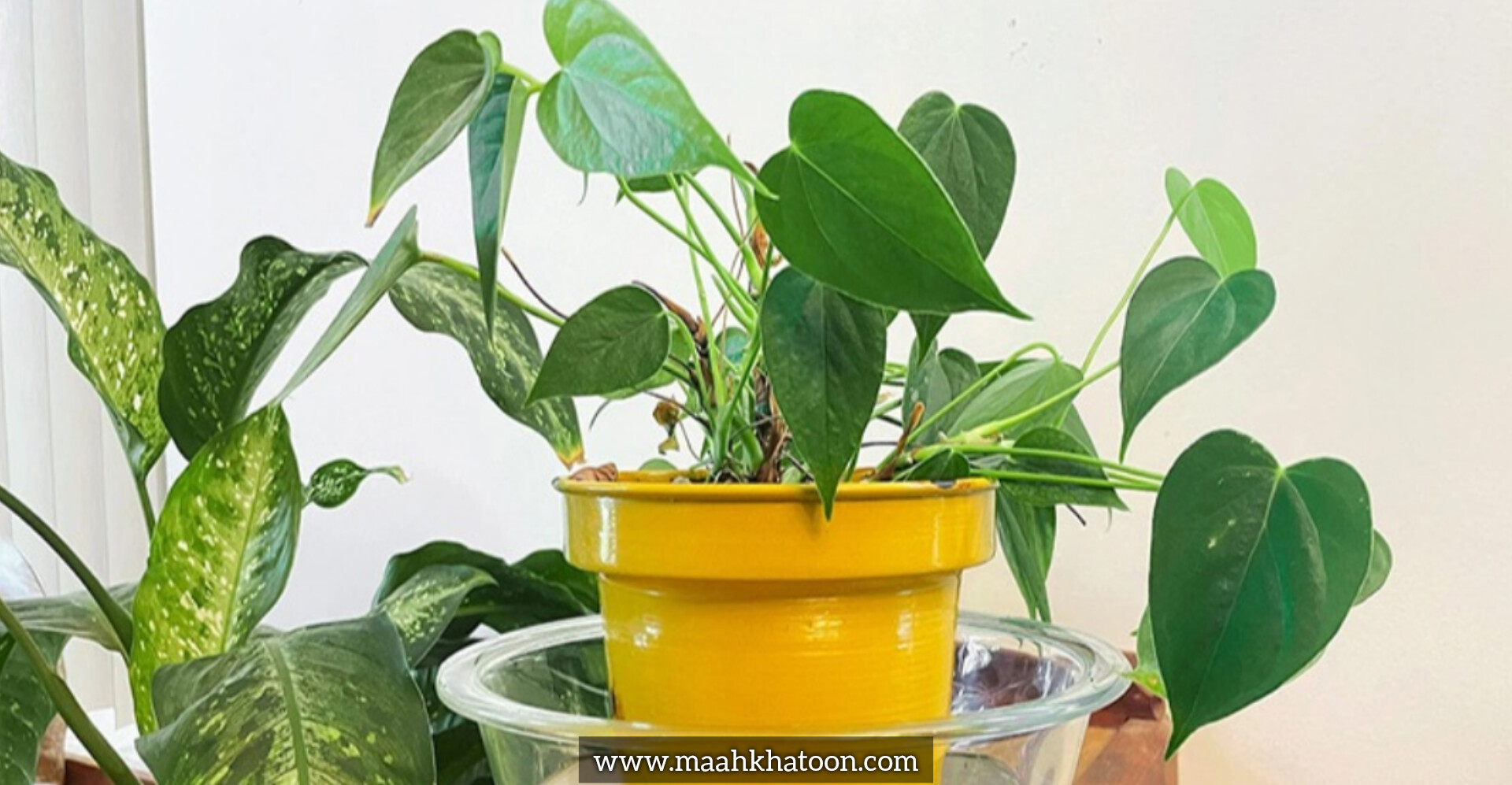 آبیاری از پایین