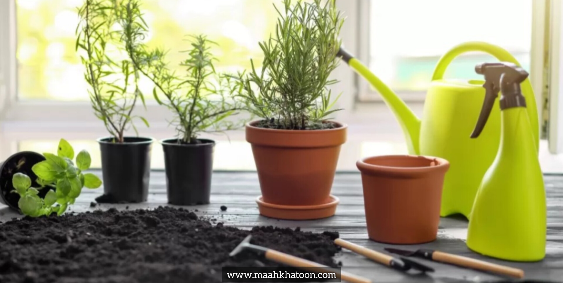 آبیاری گیاهان