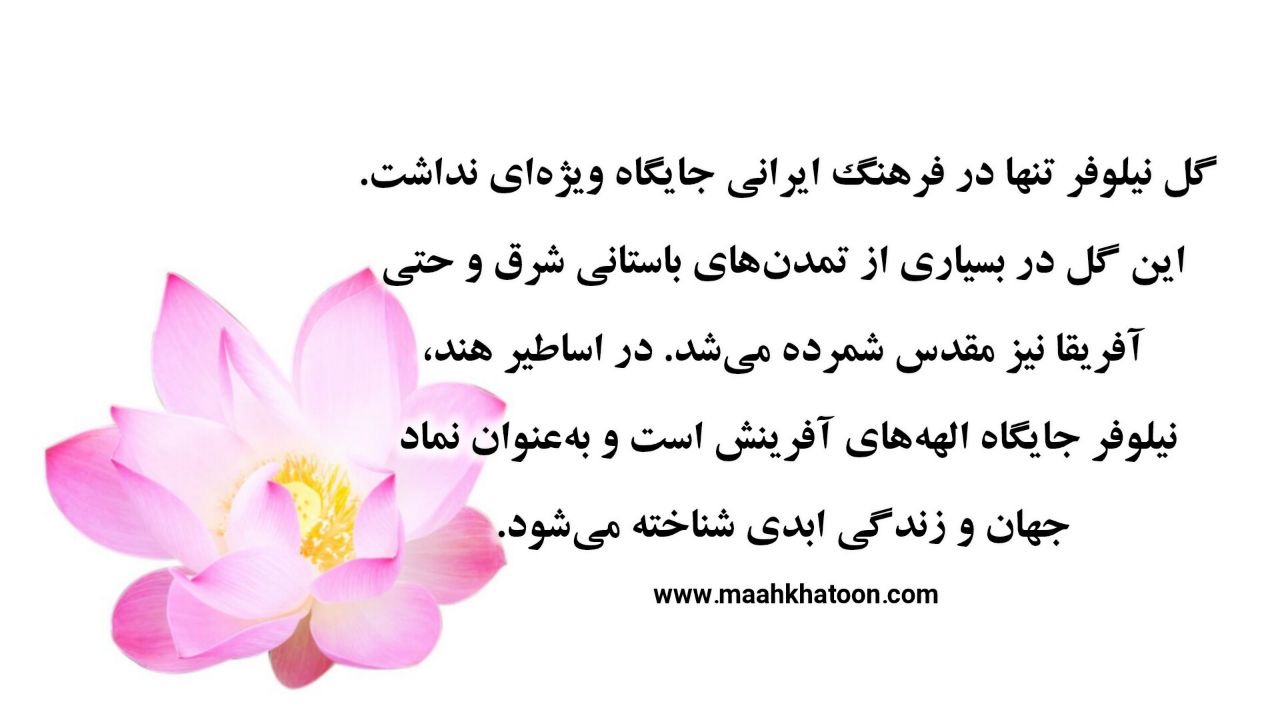 جشن نیلوفر در ایران باستان؛ از نماد گل نیلوفر تا آیینهای شادمانی