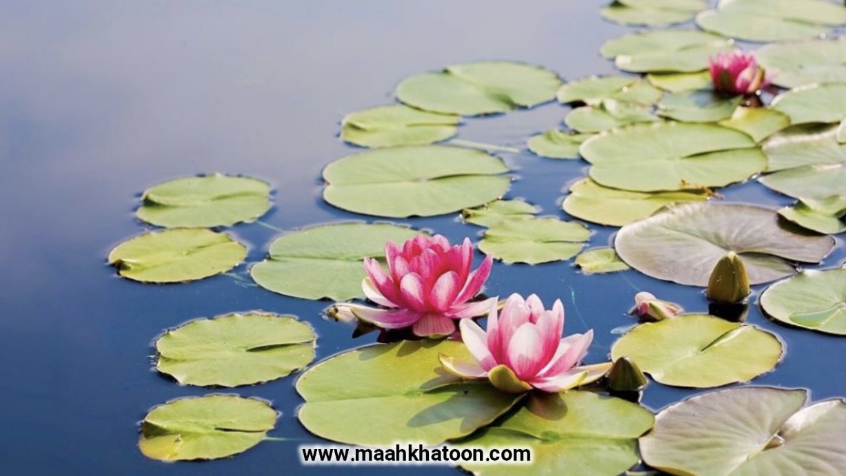 جشن نیلوفر در ایران باستان؛ از نماد گل نیلوفر تا آیینهای شادمانی