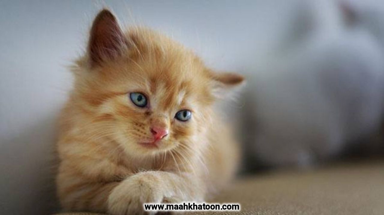 روز جهانی گربه، جشن عشق و مسعولیت پذیری در ۱۷ مرداد