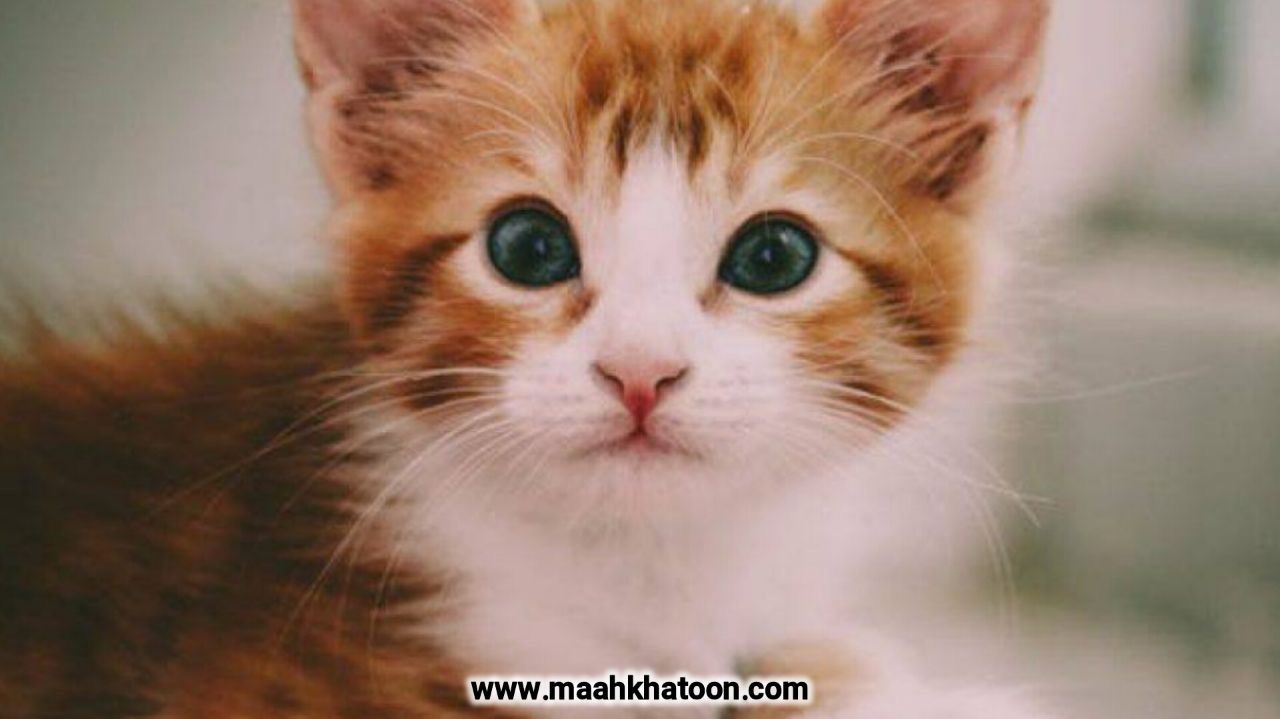 روز جهانی گربه، جشن عشق و مسعولیت پذیری در ۱۷ مرداد