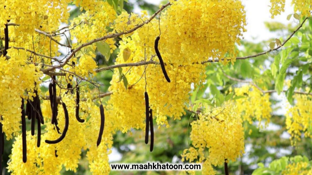 دمنوش گیاهی فلوس؛ خواص درمانی شگفتانگیز و روش تهیه صحیح آن