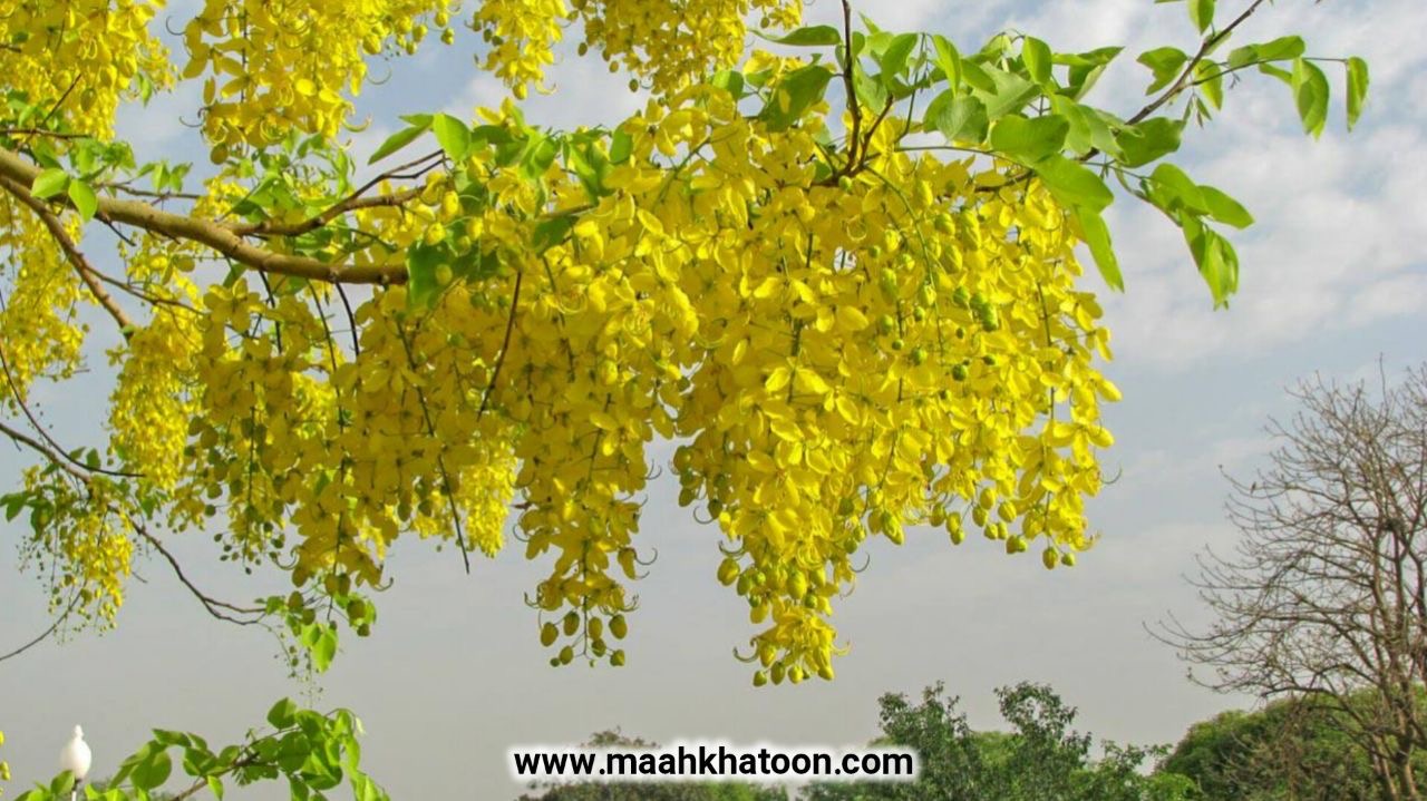 دمنوش گیاهی فلوس؛ خواص درمانی شگفتانگیز و روش تهیه صحیح آن