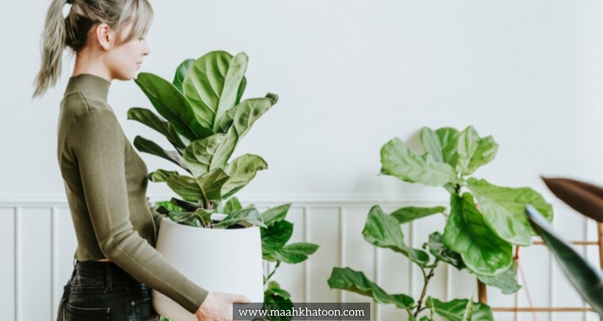 رازهای داشتن گیاهان همیشه سبز در خانه