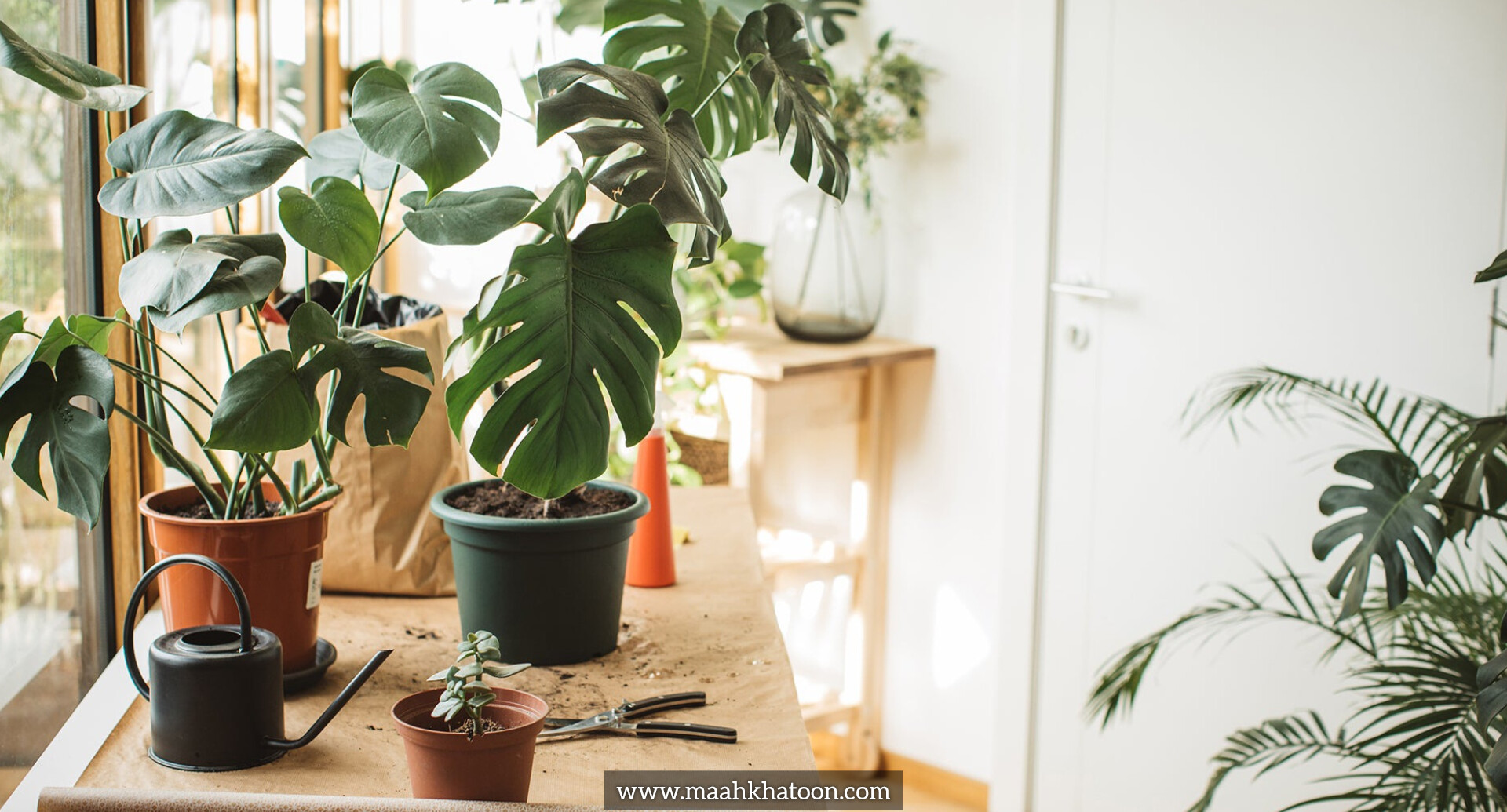 رازهای داشتن گیاهان همیشه سبز در خانه