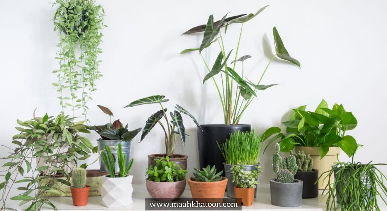 اهمیت انتخاب گیاه مناسب برای تازهکارها